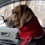 Tibby riding shot gun, dressed up warmly and ready for dog hiking adventures with his friends.