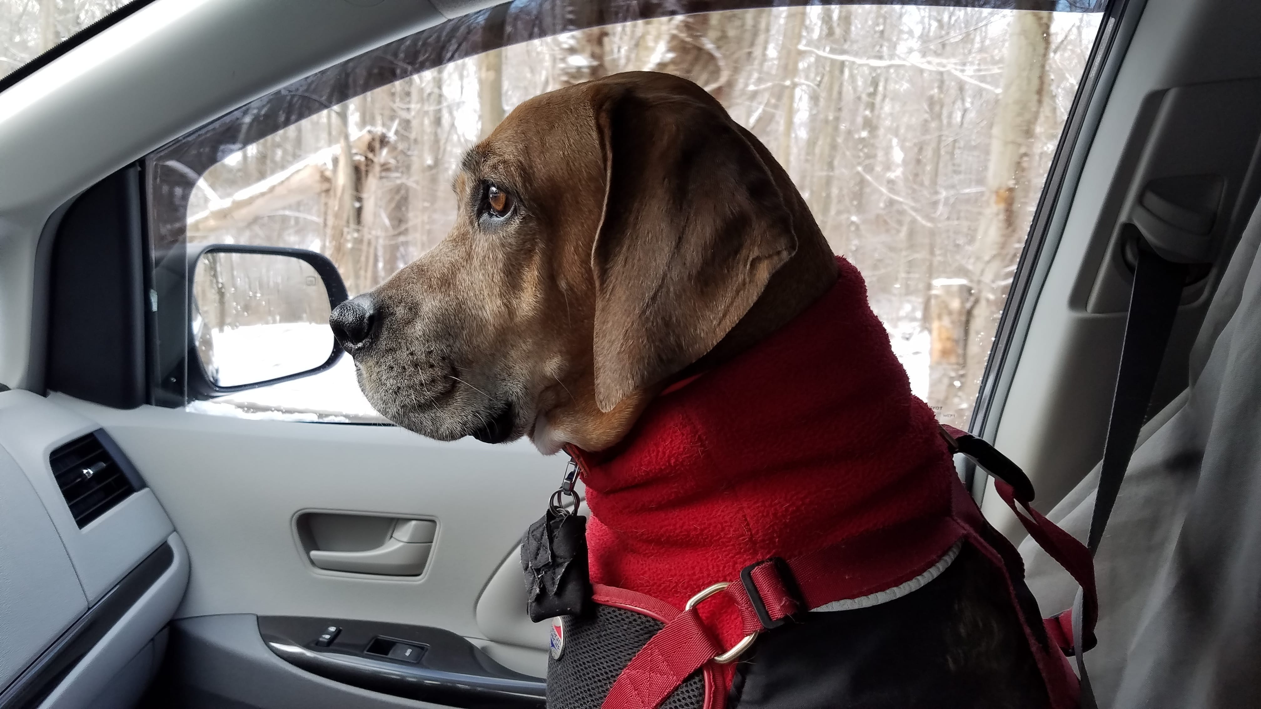 Tibby riding shot gun, dressed up warmly and ready for dog hiking adventures with his friends.