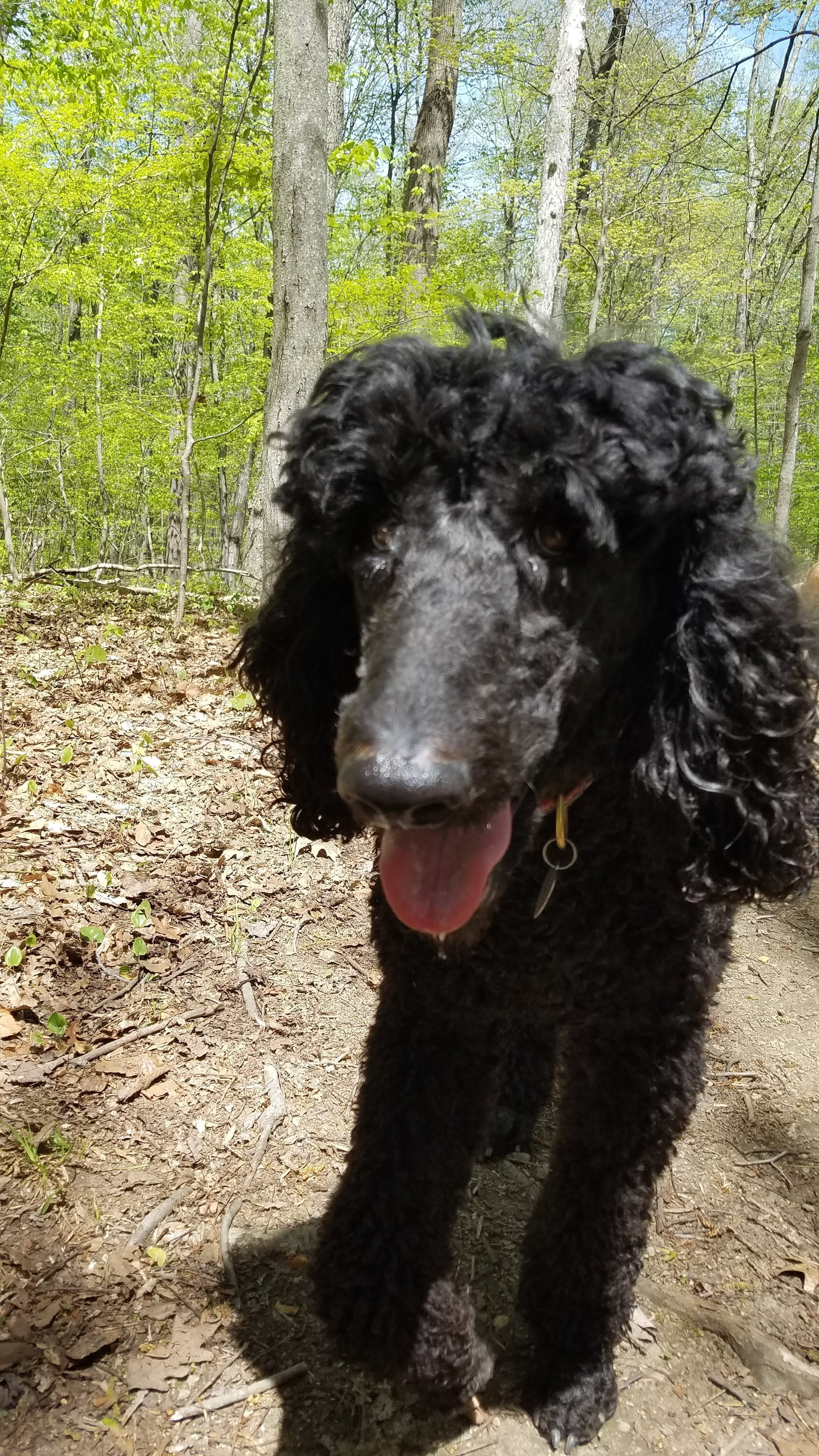 Milo (Jay's Brother) loving his summer dog hiking adventure.