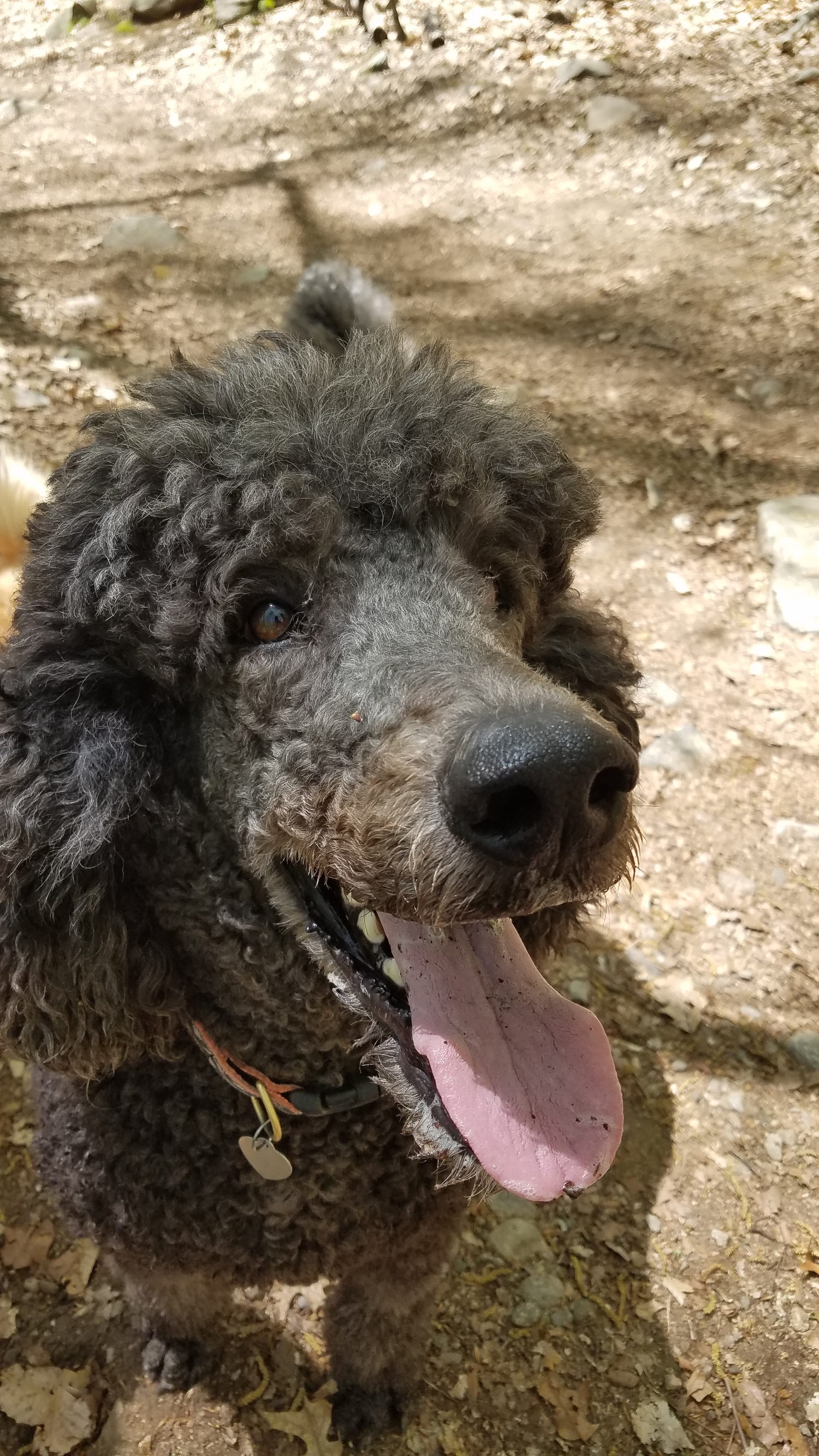 Milo is happy on his dog hiking adventure