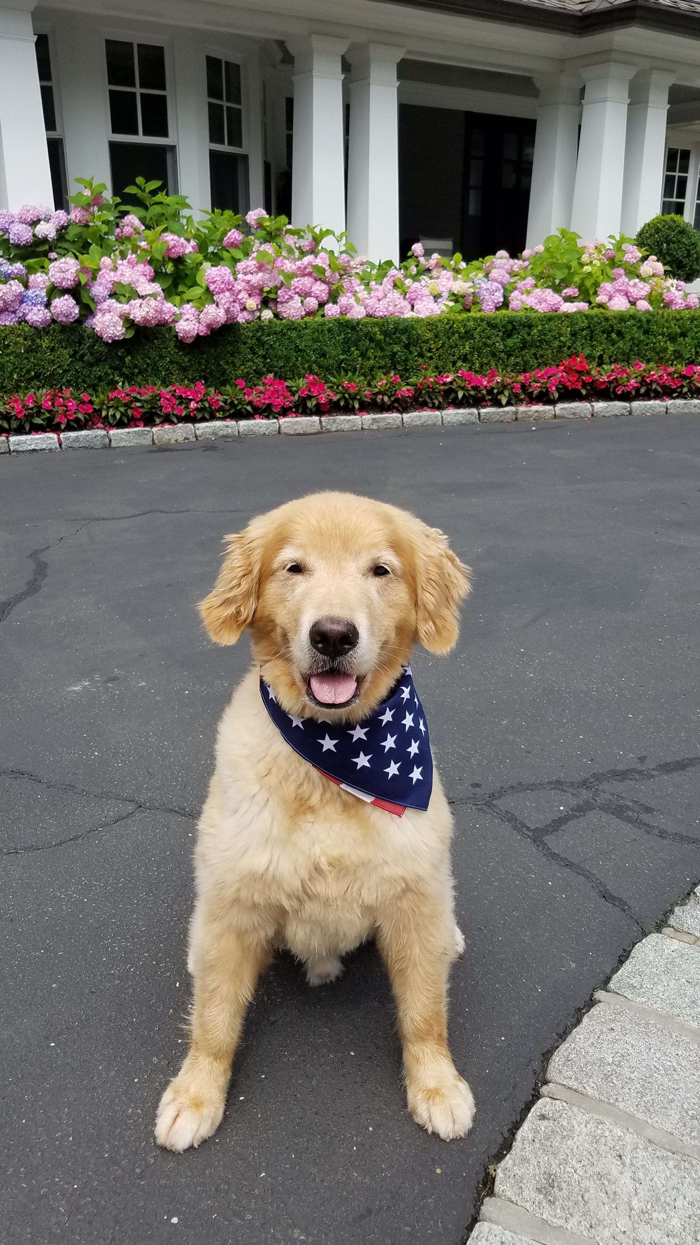 4th of July and K9 Trek is celebrating with Dog Hikes