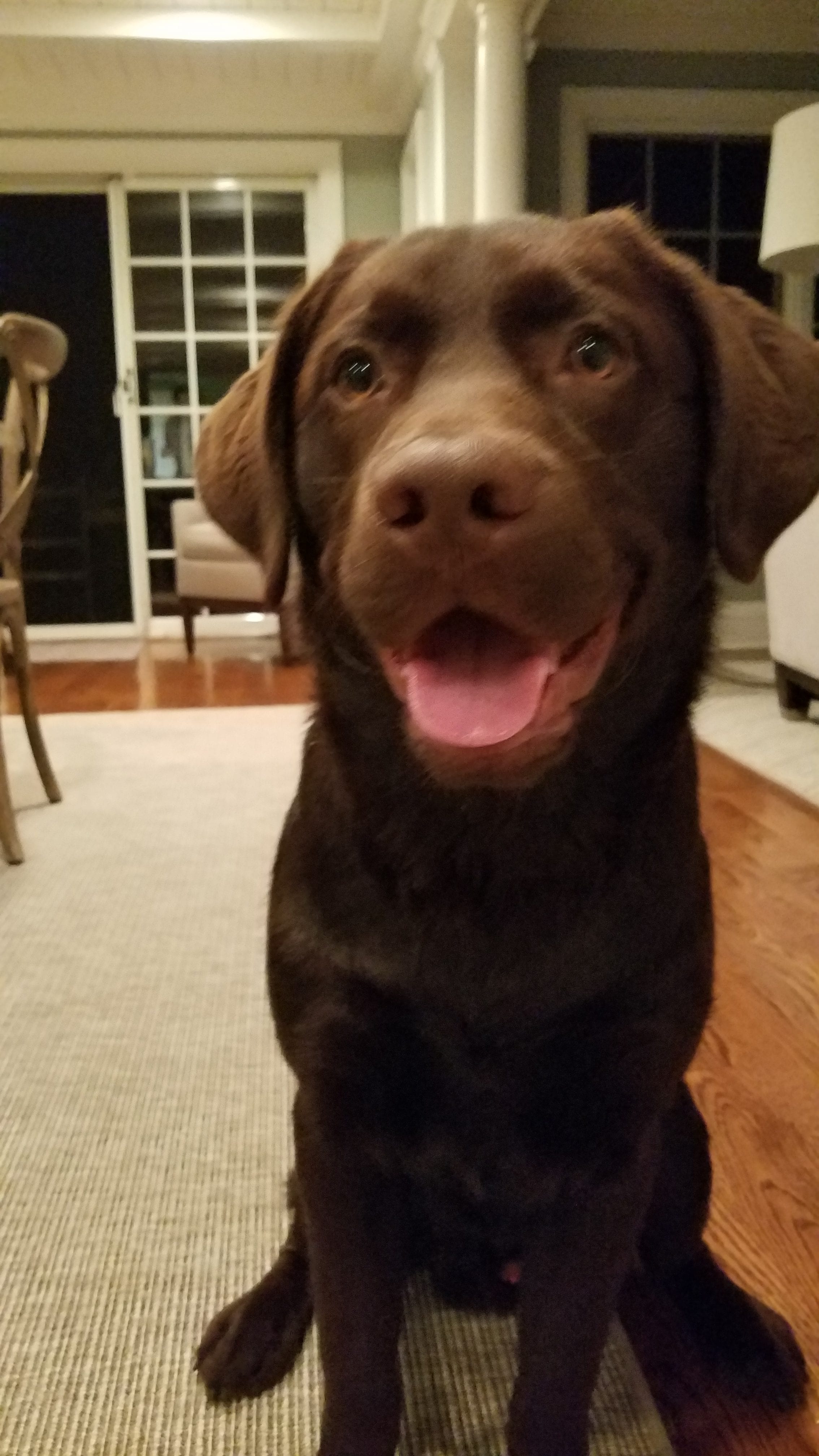 puppy sitting and smiling indoors during dog training session