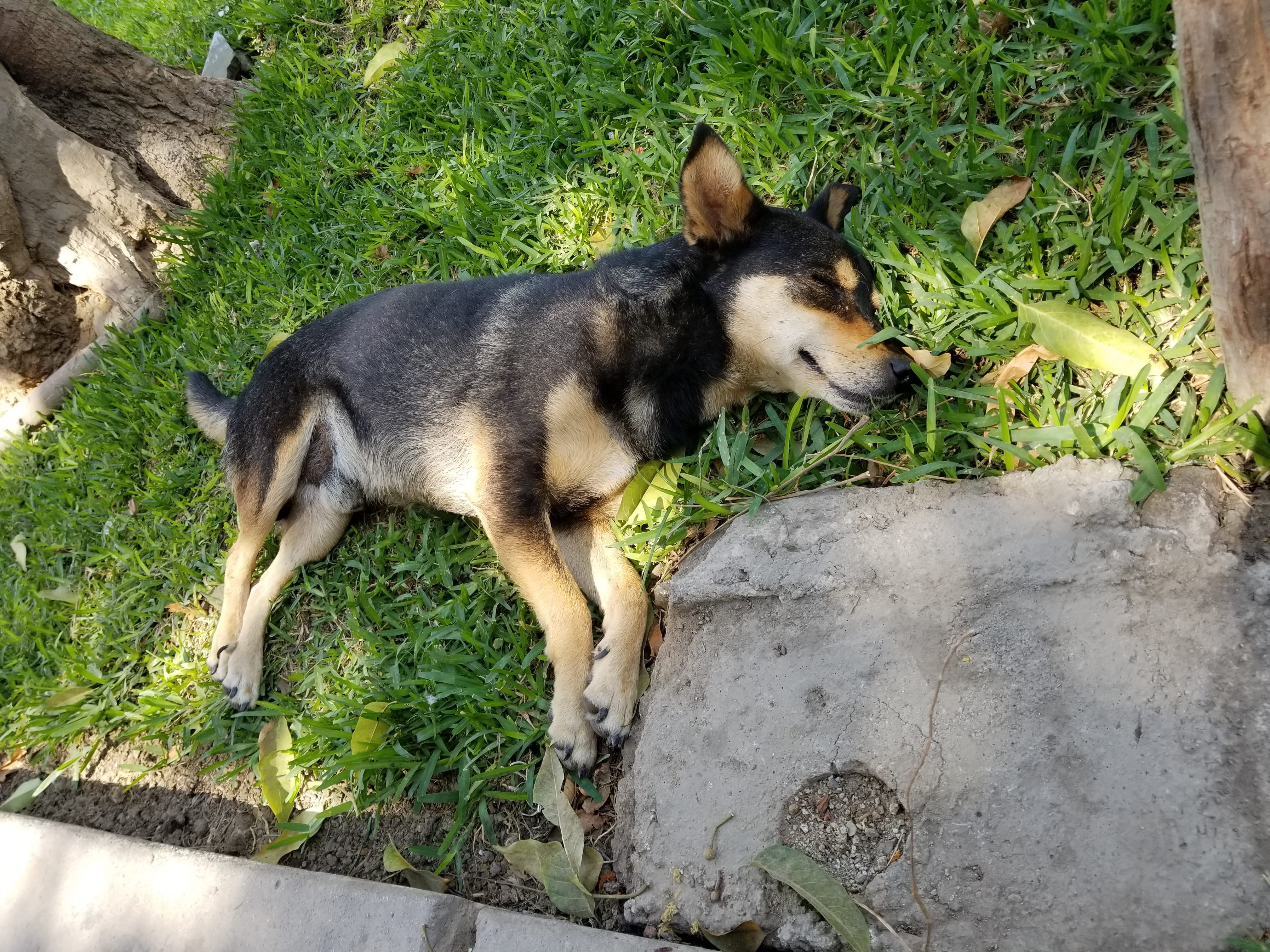 Exhausted street dog takes a nap in the shade. I made sure to give him space and feed him from a distance. Exhausted street dog takes a nap in the shade. I made sure to give him space and feed him from a distance.