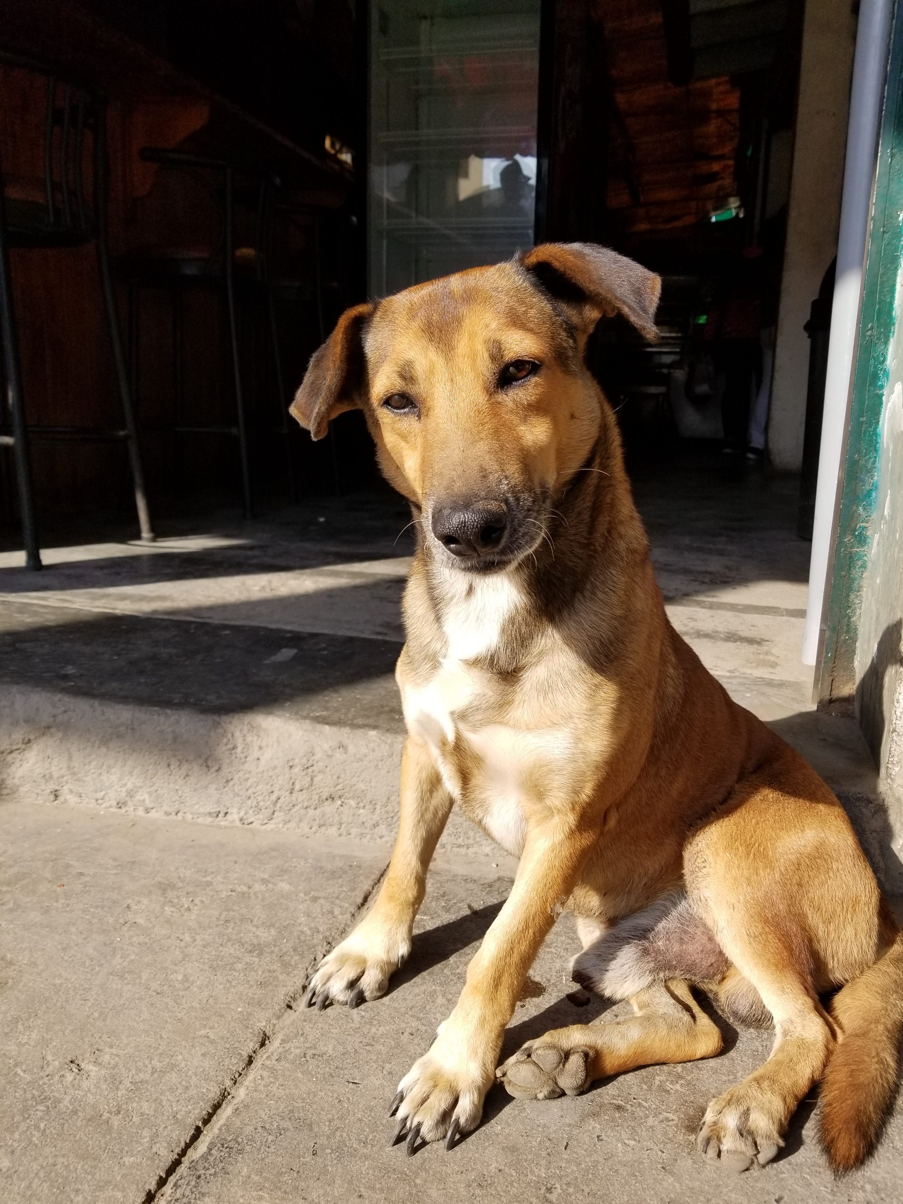 Beagle Lab mix is curious about what I am going to do. He is thinking, is that man really going to feed me? Beagle Lab mix is curious about what I am going to do. He is thinking, is that man really going to feed me?