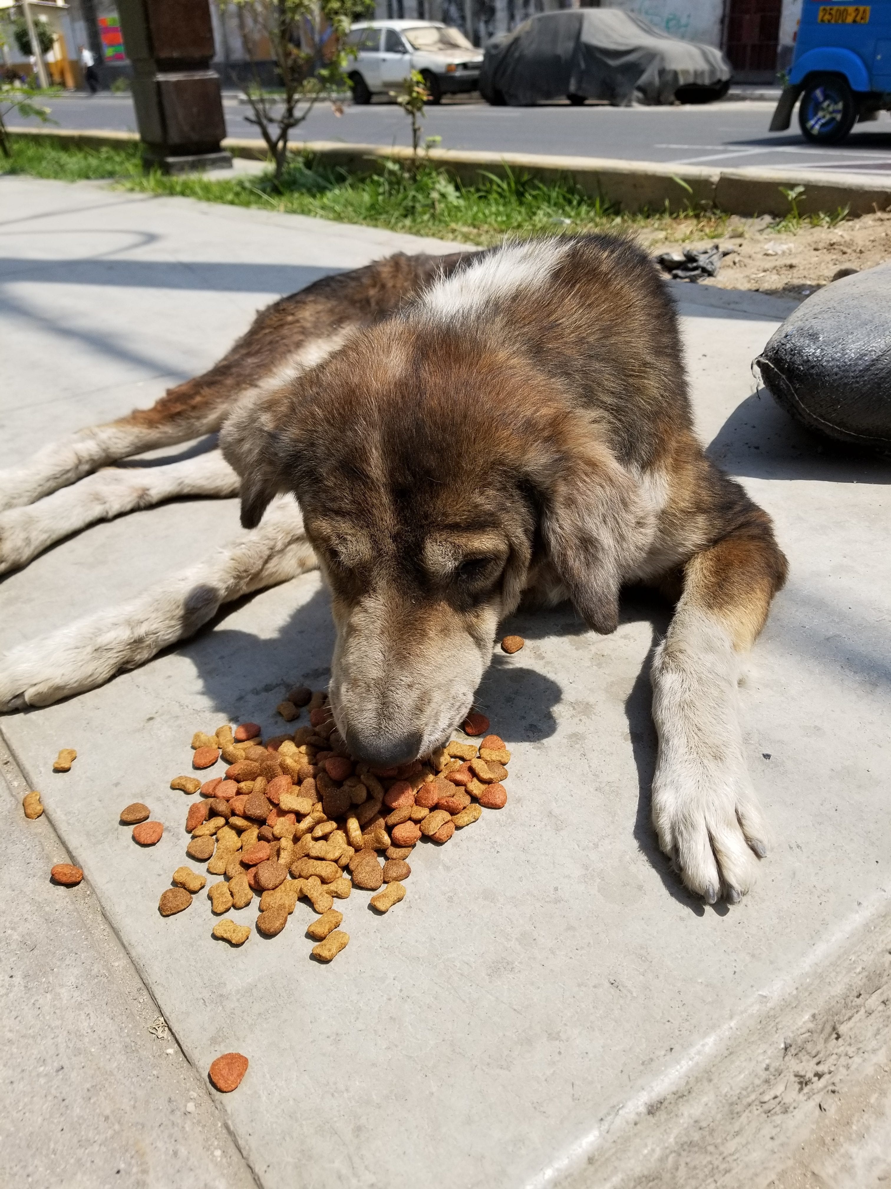 Another Senior male dog wakes up and starts to eat his kibble. Poor guy, he was so friendly. Another Senior male dog wakes up and starts to eat his kibble. Poor guy, he was so friendly.