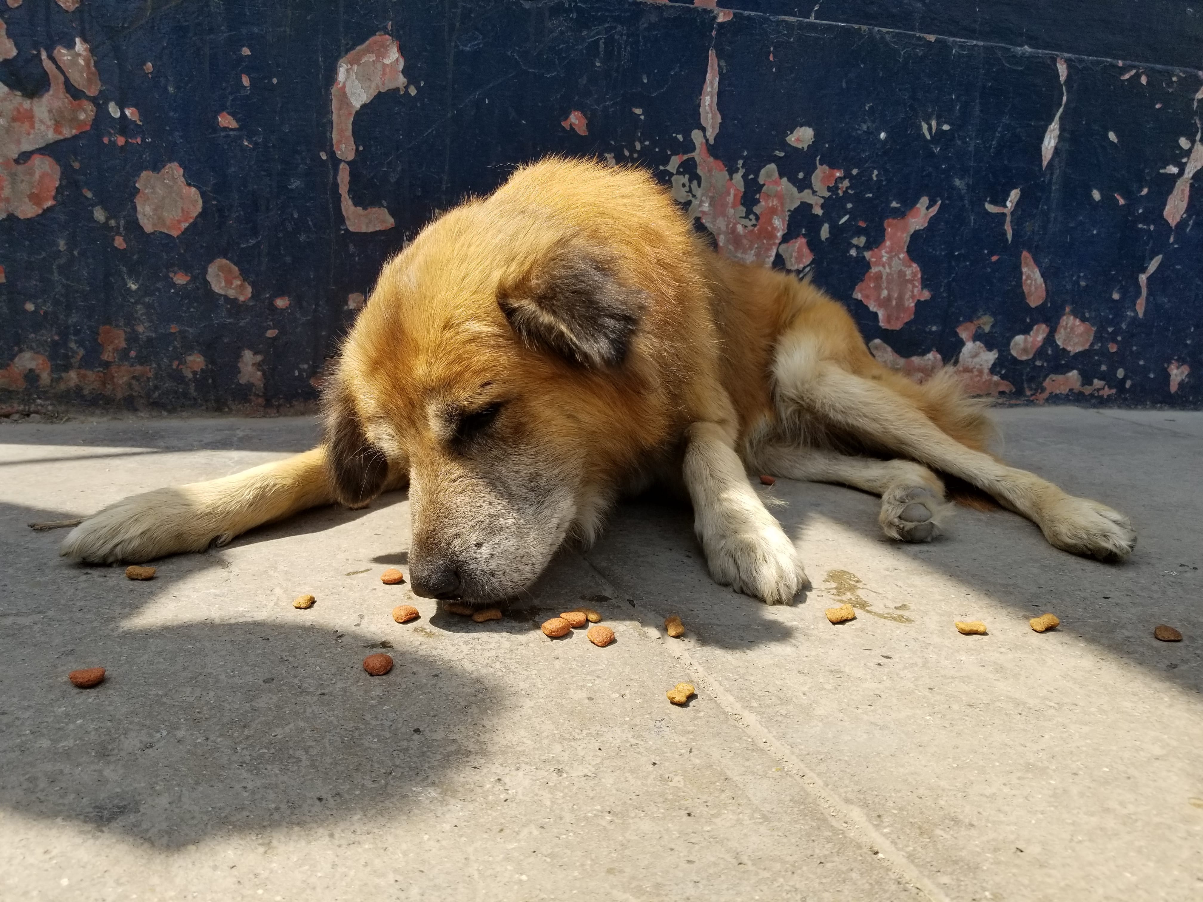 Senior dog wakes up and starts to eat his kibble Senior dog wakes up and starts to eat his kibble