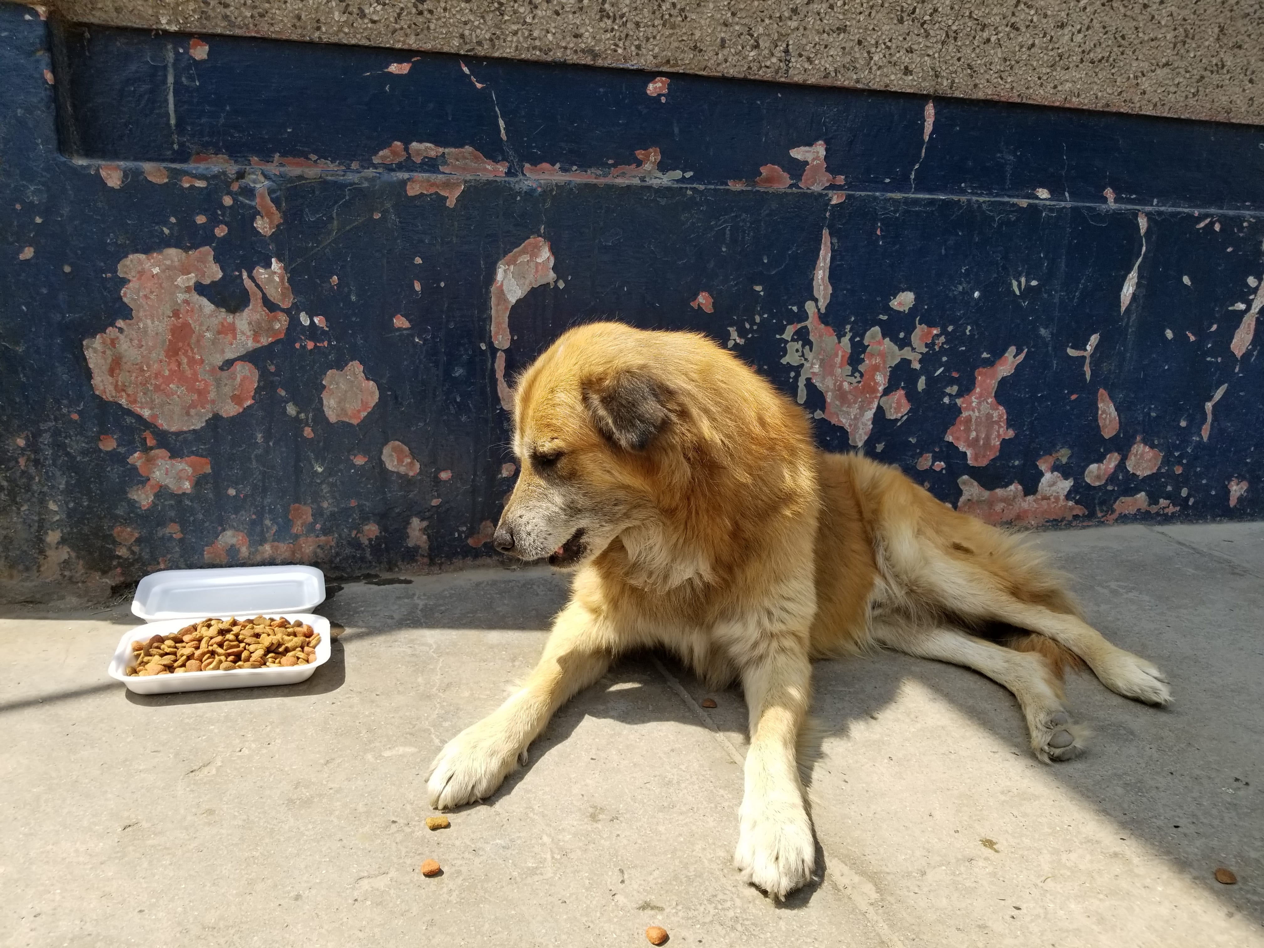 Senior dog wakes up to me giving him food and water Senior dog wakes up to me giving him food and water