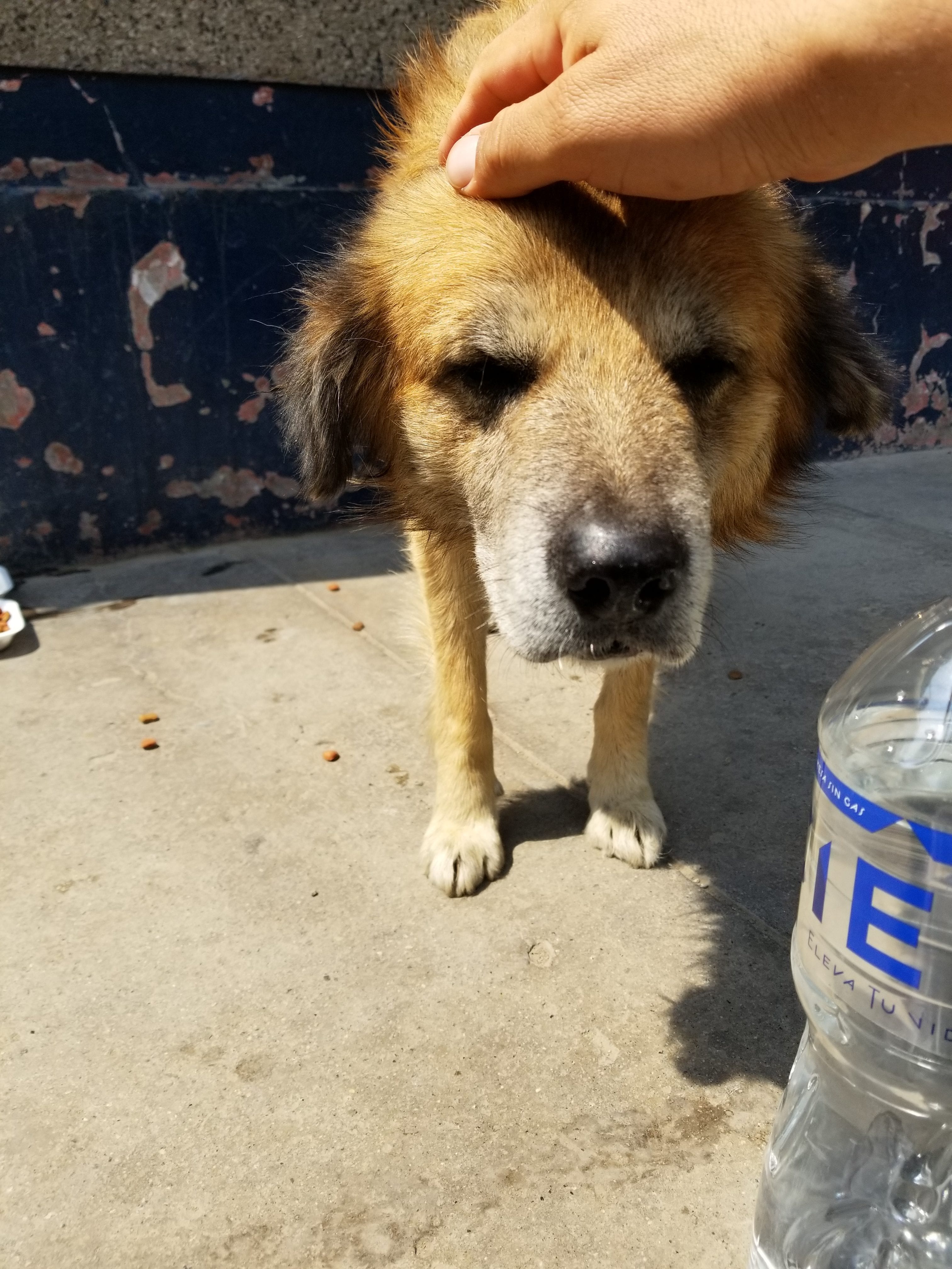 Senior dog is happy and come over to thank me for food, love and attention. Its been a long time since some one was kind to this poor dog. Senior dog is happy and come over to thank me for food, love and attention. Its been a long time since some one was kind to this poor dog.