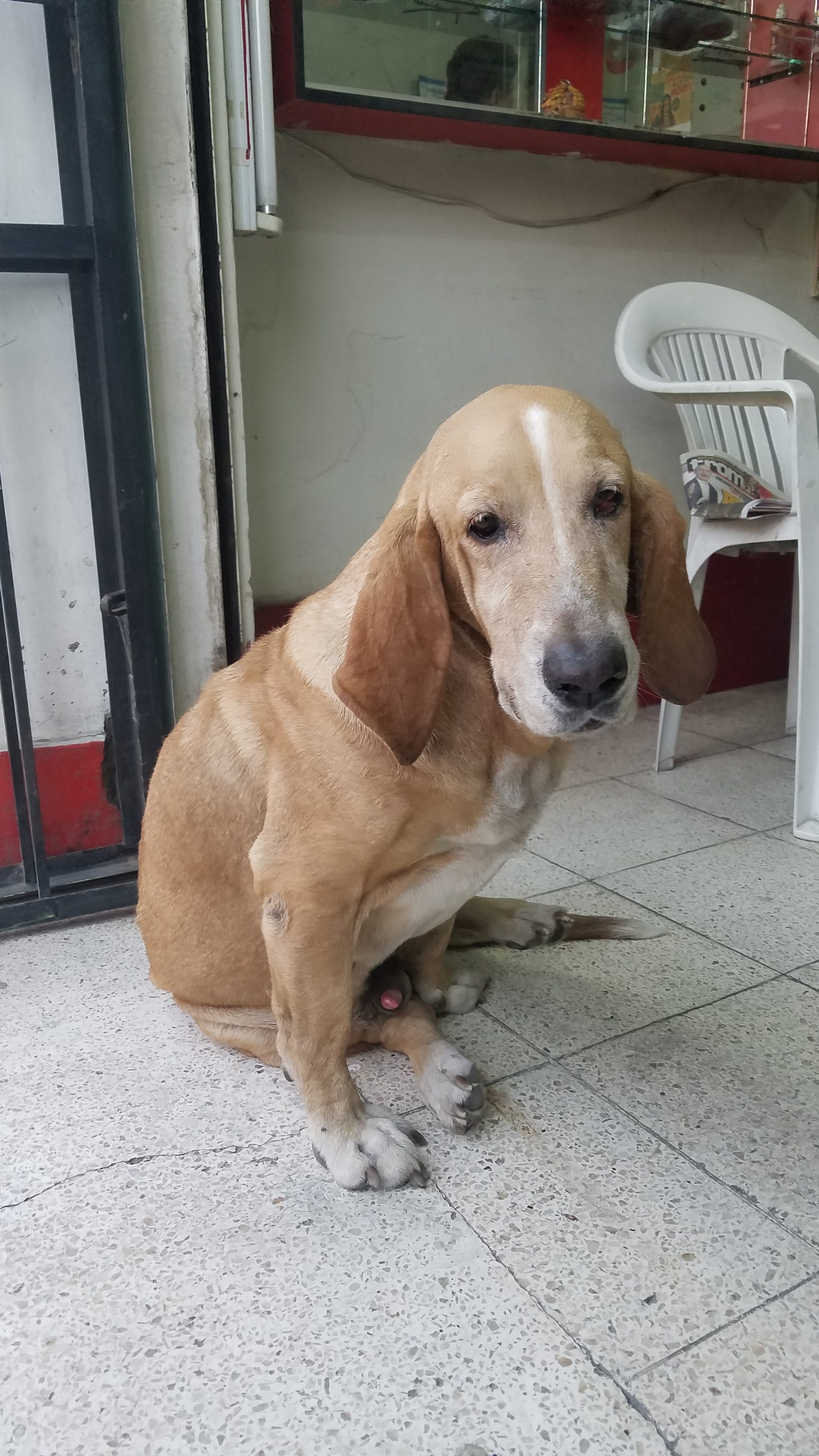 Basset hound mix sits infront of shopping waiting for his owner as she shops. Basset hound mix sits infront of shopping waiting for his owner as she shops.