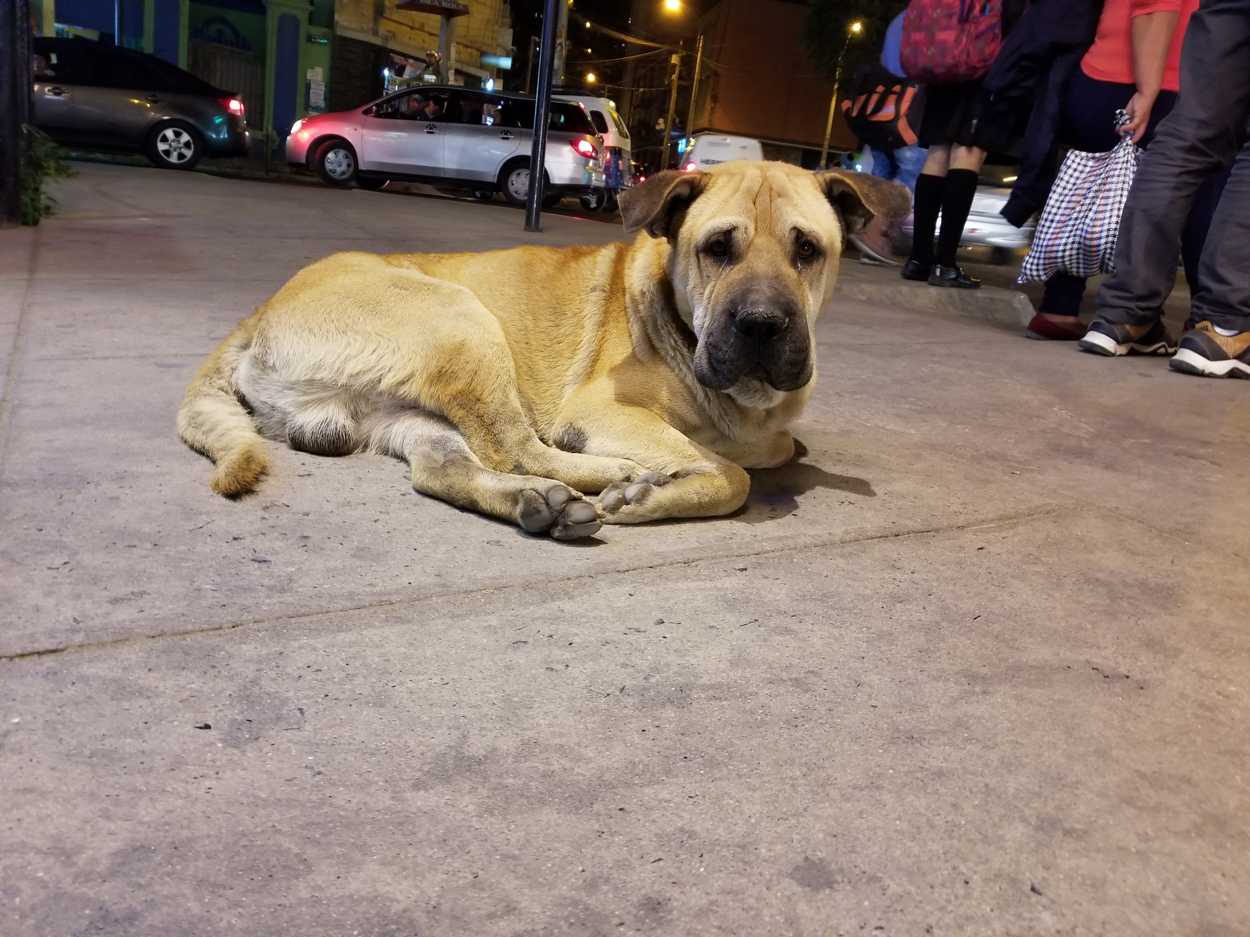 Cabezon (Sharpei Lab mix ) sitting in front of the Claro cell phone store. I would always make sure I have food and water for my friends and give him some love. Cabezon (Sharpei Lab mix ) sitting in front of the Claro cell phone store. I would always make sure I have food and water for my friends and give him some love.