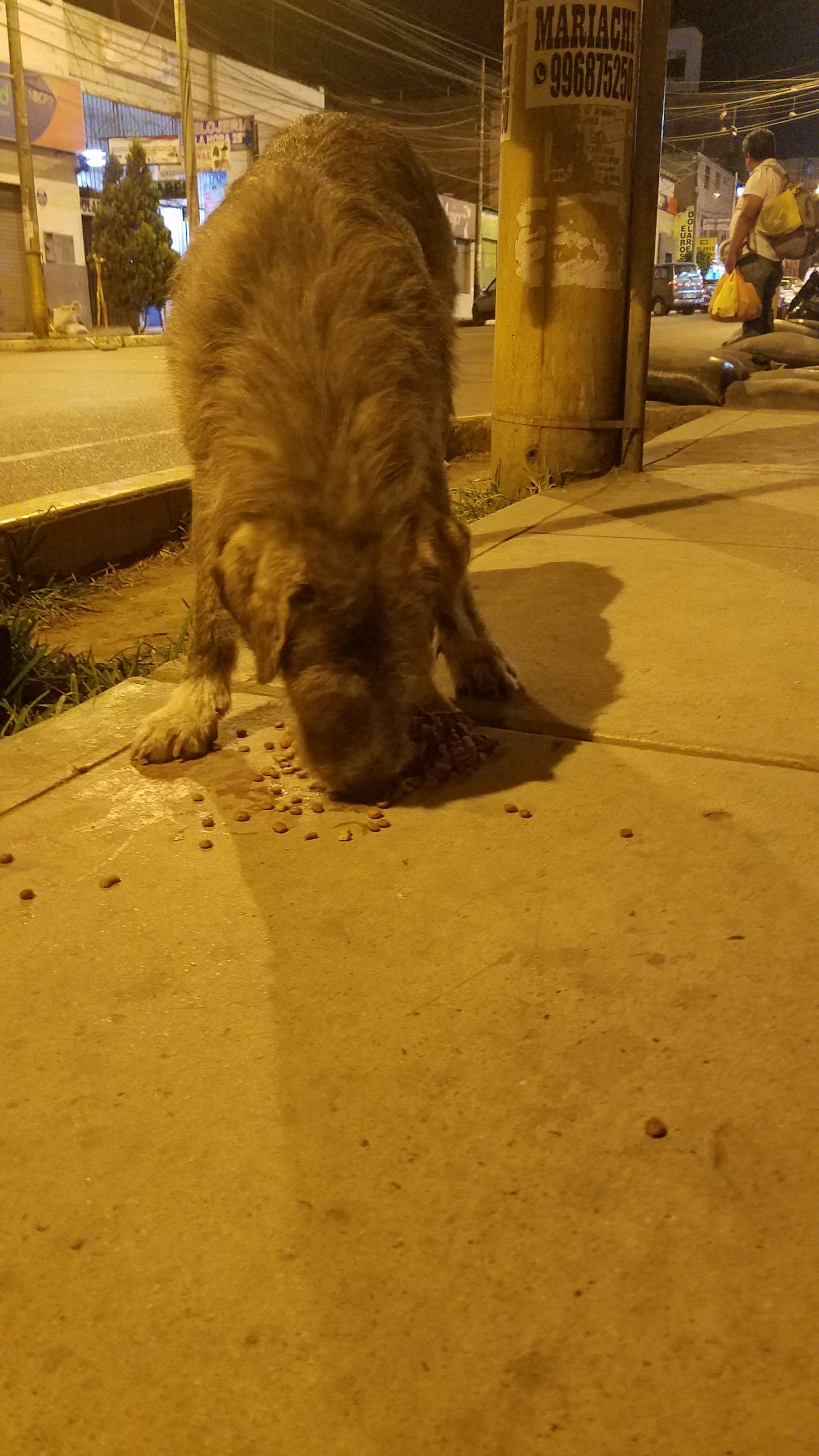 Homeless street dog Doodle dog gets a meal from Ray Homeless street dog Doodle dog gets a meal from Ray