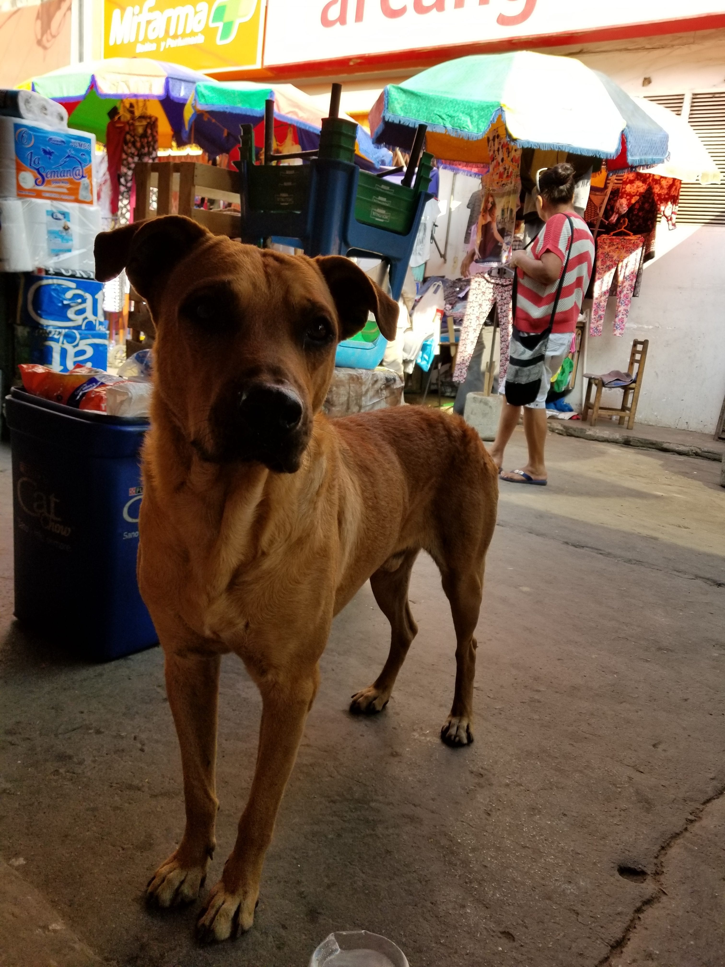 Emaciated homeless street dog roaming the market. I befriended this fellow and I asked him to not go to far and stick around! Emaciated homeless street dog roaming the market. I befriended this fellow and I asked him to not go to far and stick around!