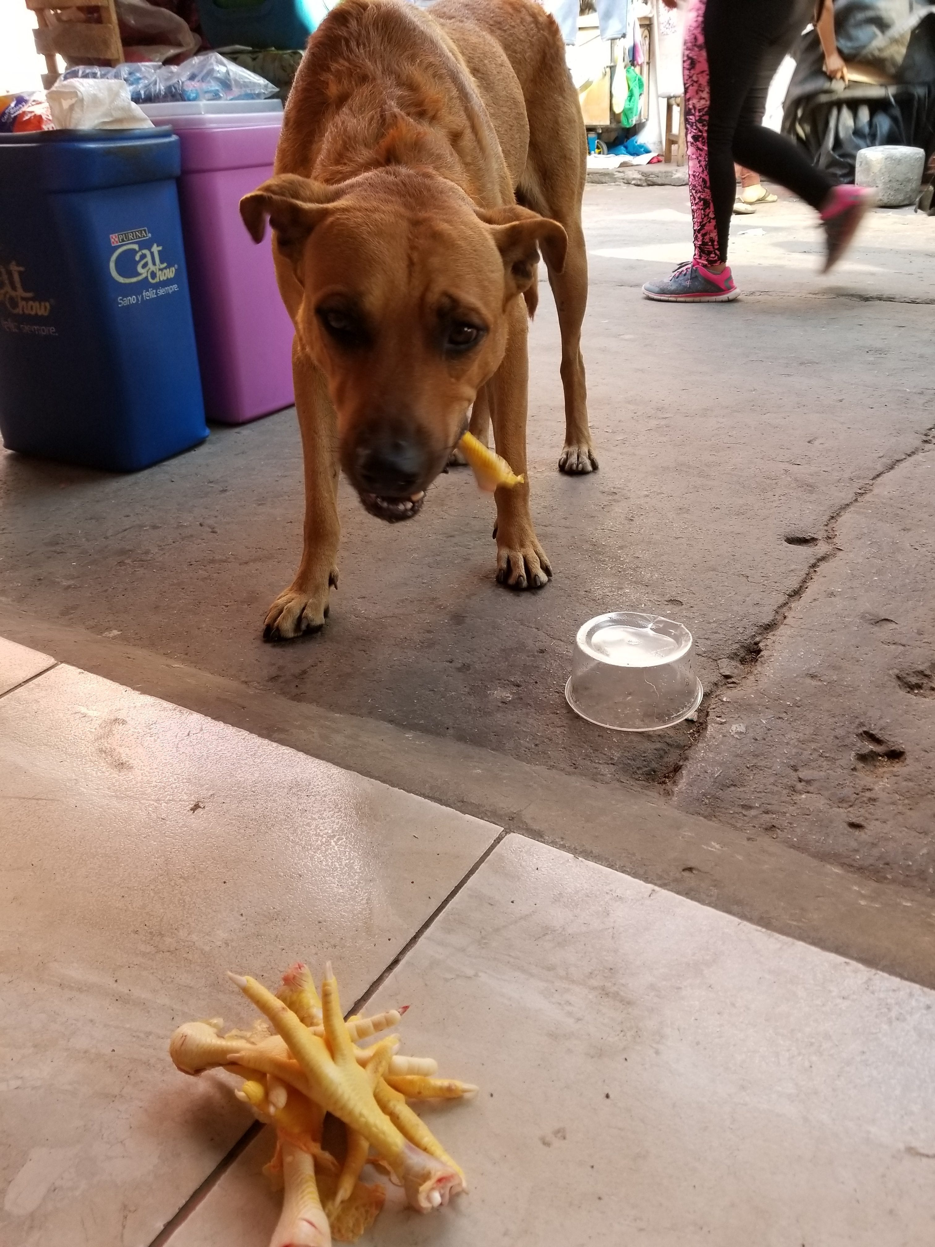 Emaciated homeless street dog roaming the market. I befriended and bought him 2 pounds of chicken feet. Chicken feet is highly nutritious and digestible. He also had a nice bowl of water. Emaciated homeless street dog roaming the market. I befriended and bought him 2 pounds of chicken feet. Chicken feet is highly nutritious and digestible. He also had a nice bowl of water.
