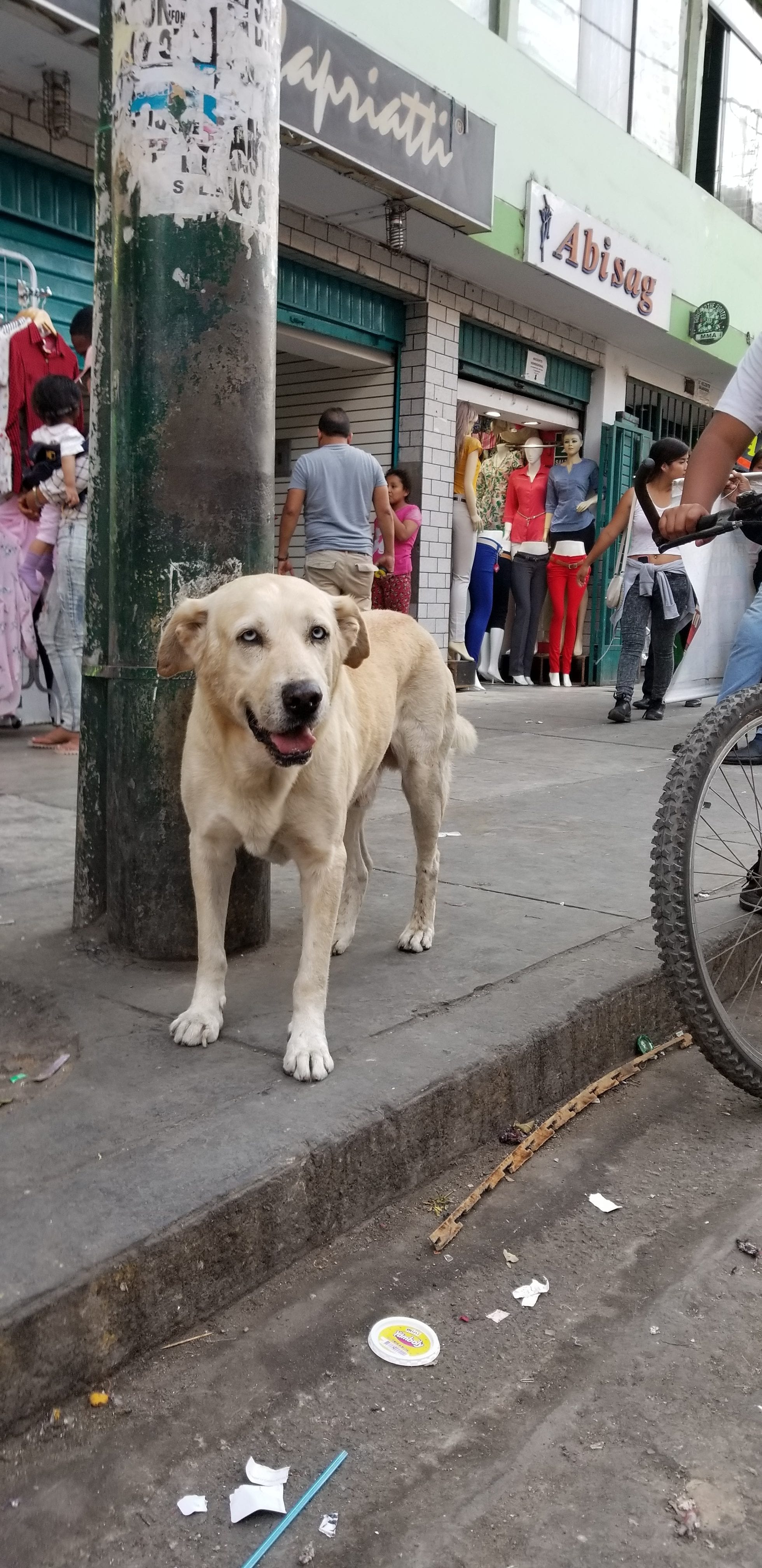 Lab Husky mix homeless street dog walking a very busy intersection in Lima Peru. Lab Husky mix homeless street dog walking a very busy intersection in Lima Peru.