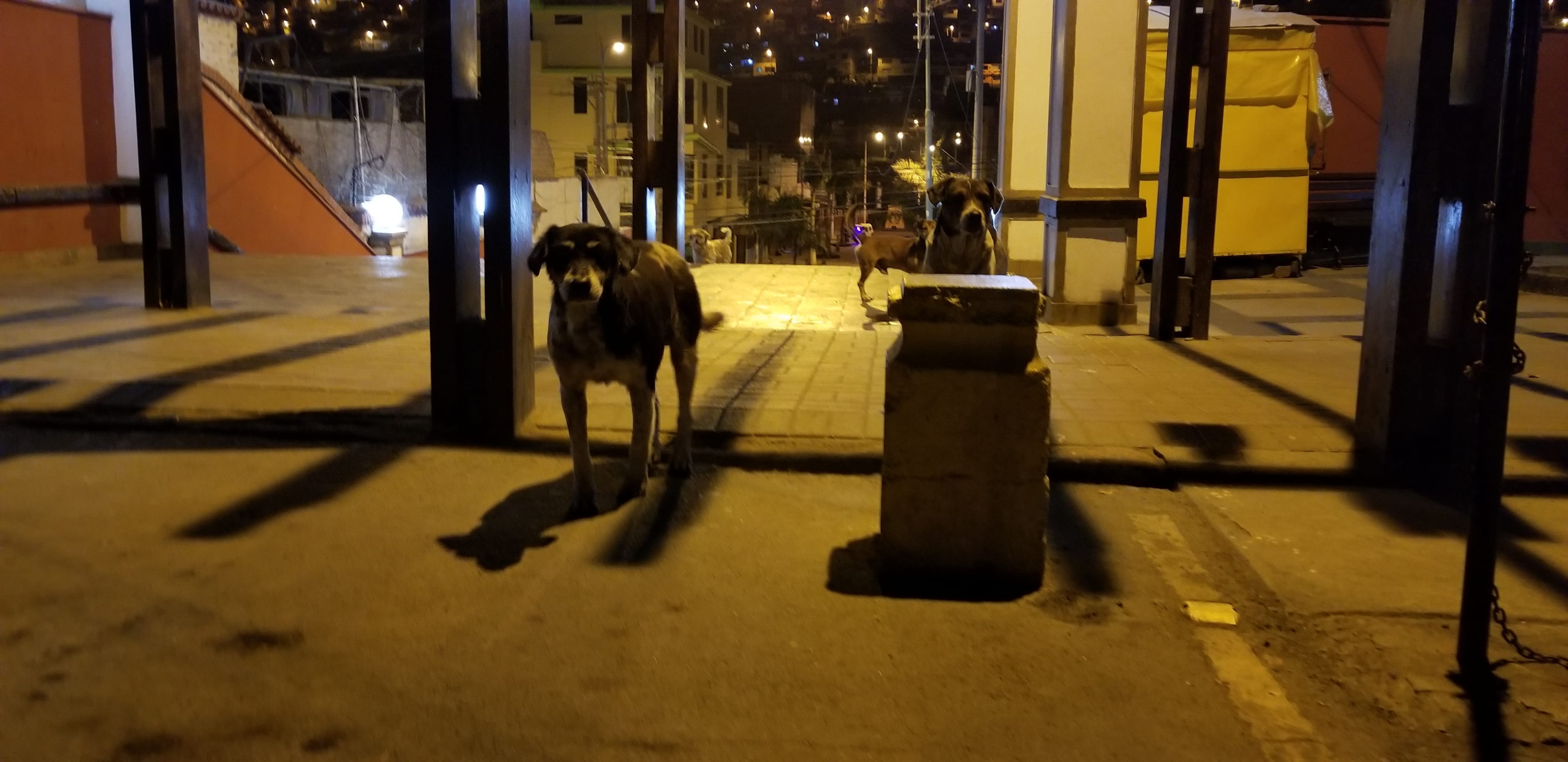 Guardians of the stairwell. This pup was most likely highly abused and has lost trust in people. I respected his space as he guarded his night zone. I feed him from a distance and went on my way. Guardians of the stairwell. This pup was most likely highly abused and has lost trust in people. I respected his space as he guarded his night zone. I feed him from a distance and went on my way.