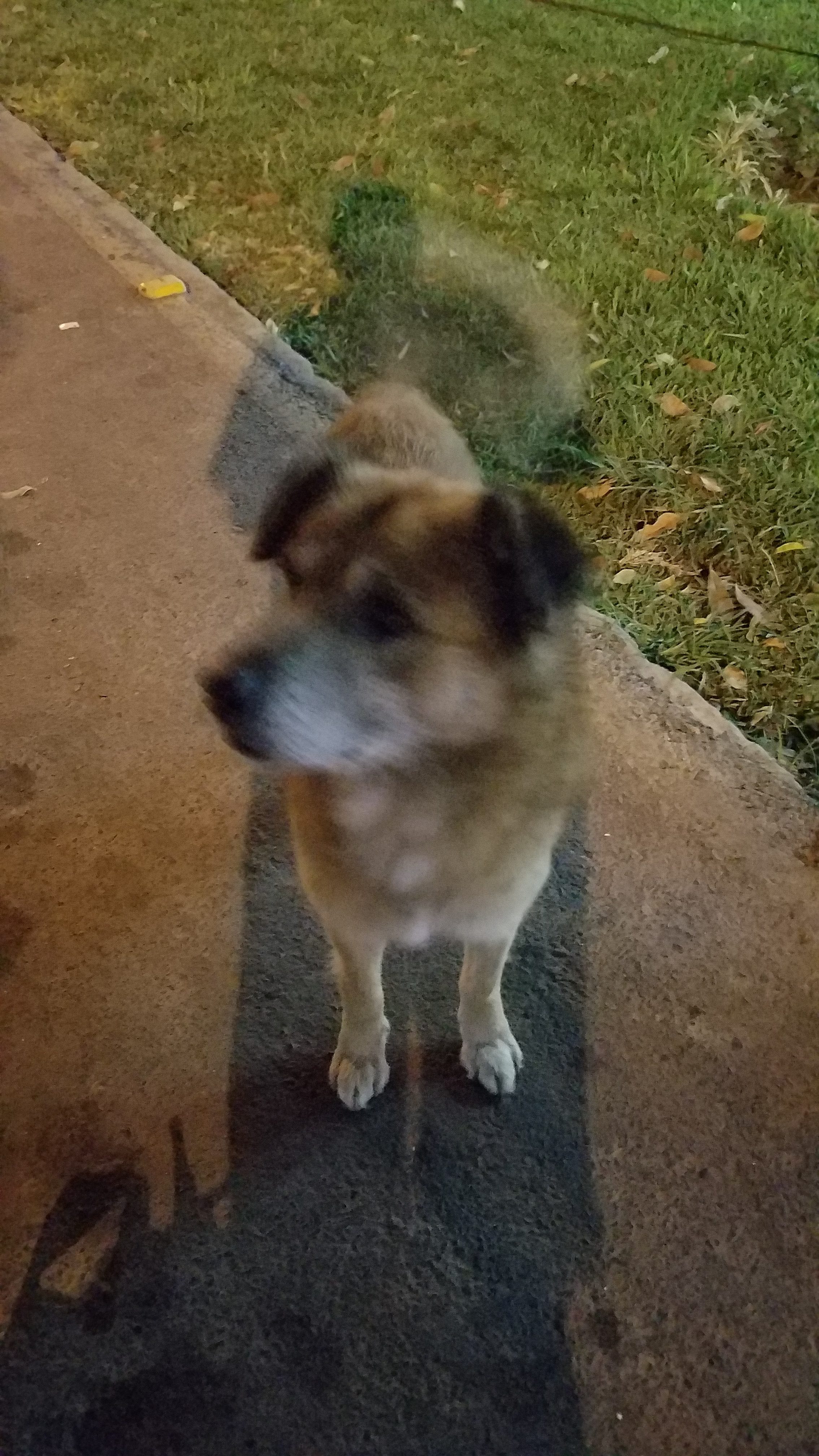 Poor senior homeless street dog who was sound asleep on a patch of grass is awake on our next encounter. I won his trust and gave him food and water. Poor senior homeless street dog who was sound asleep on a patch of grass is awake on our next encounter. I won his trust and gave him food and water.