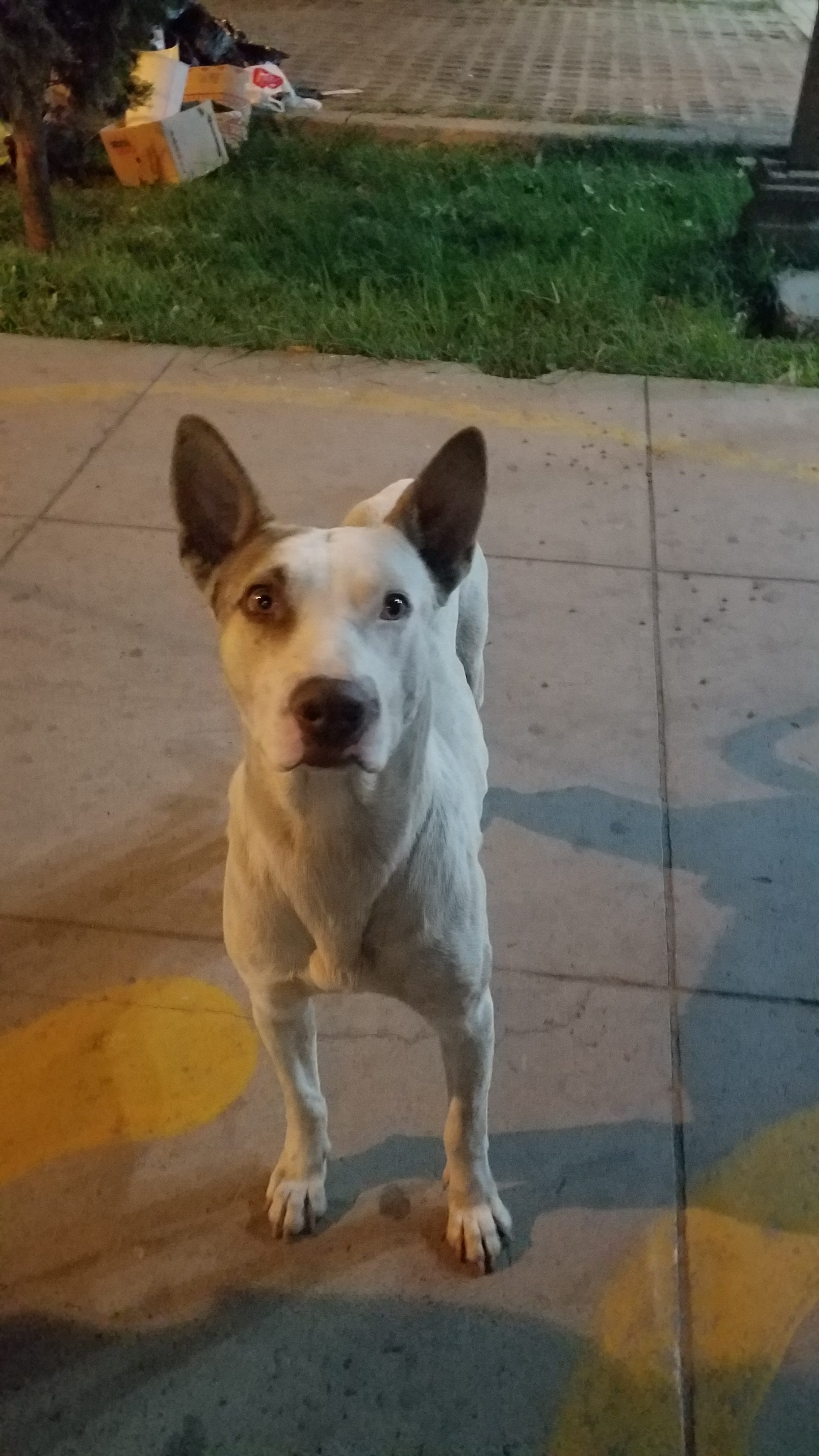 These are the pups from the pack picture. i wanted to capture their faces. This guy is a Lab Basenji Mix with a brown patch near his right ear. Bright curious and attentive. These are the pups from the pack picture. i wanted to capture their faces. This guy is a Lab Basenji Mix with a brown patch near his right ear. Bright curious and attentive.