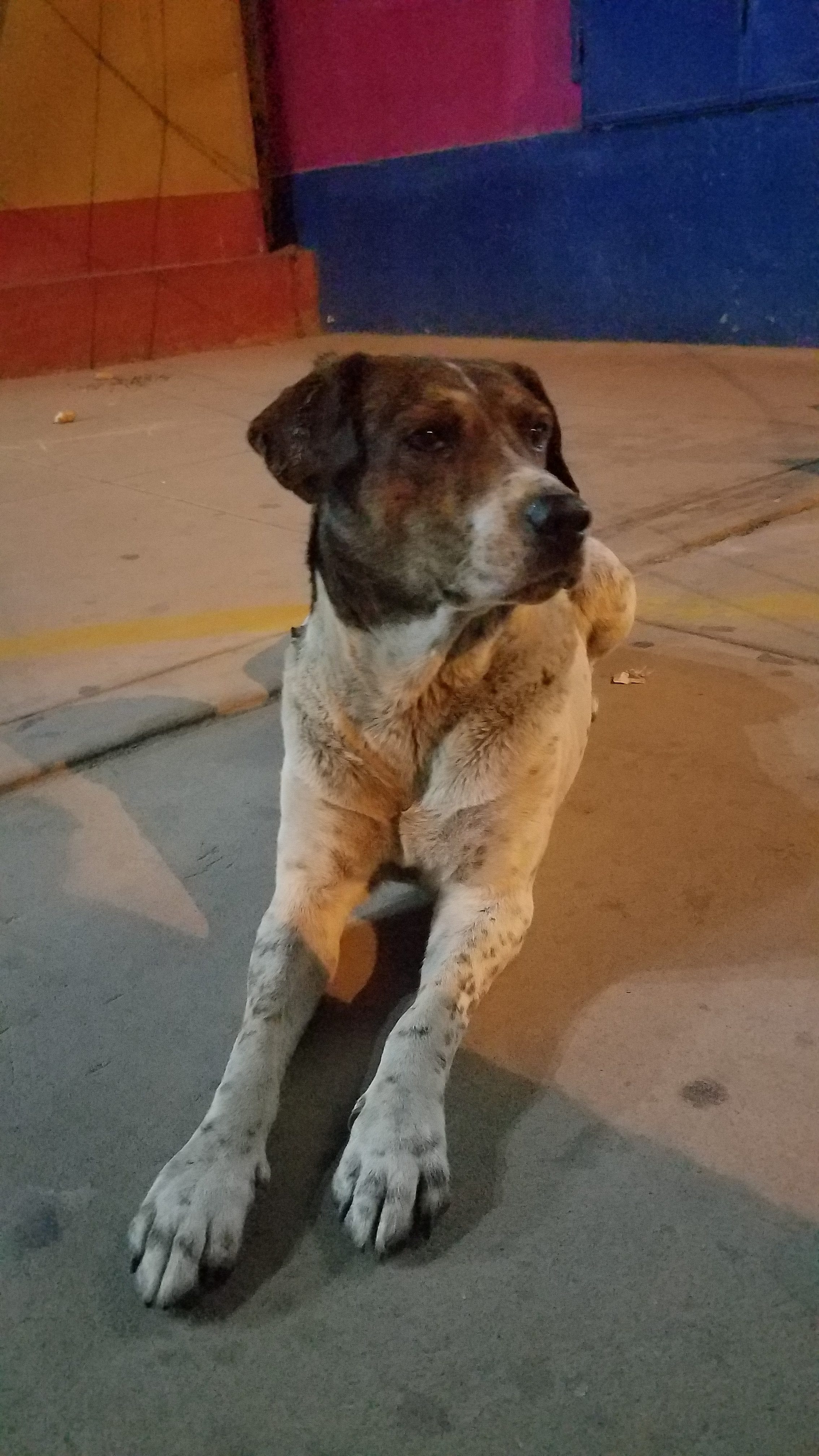 These are the pups from the pack picture. i wanted to capture their faces. This guy is a GSP Lab Mix. friendly and mellow. These are the pups from the pack picture. i wanted to capture their faces. This guy is a GSP Lab Mix. friendly and mellow.