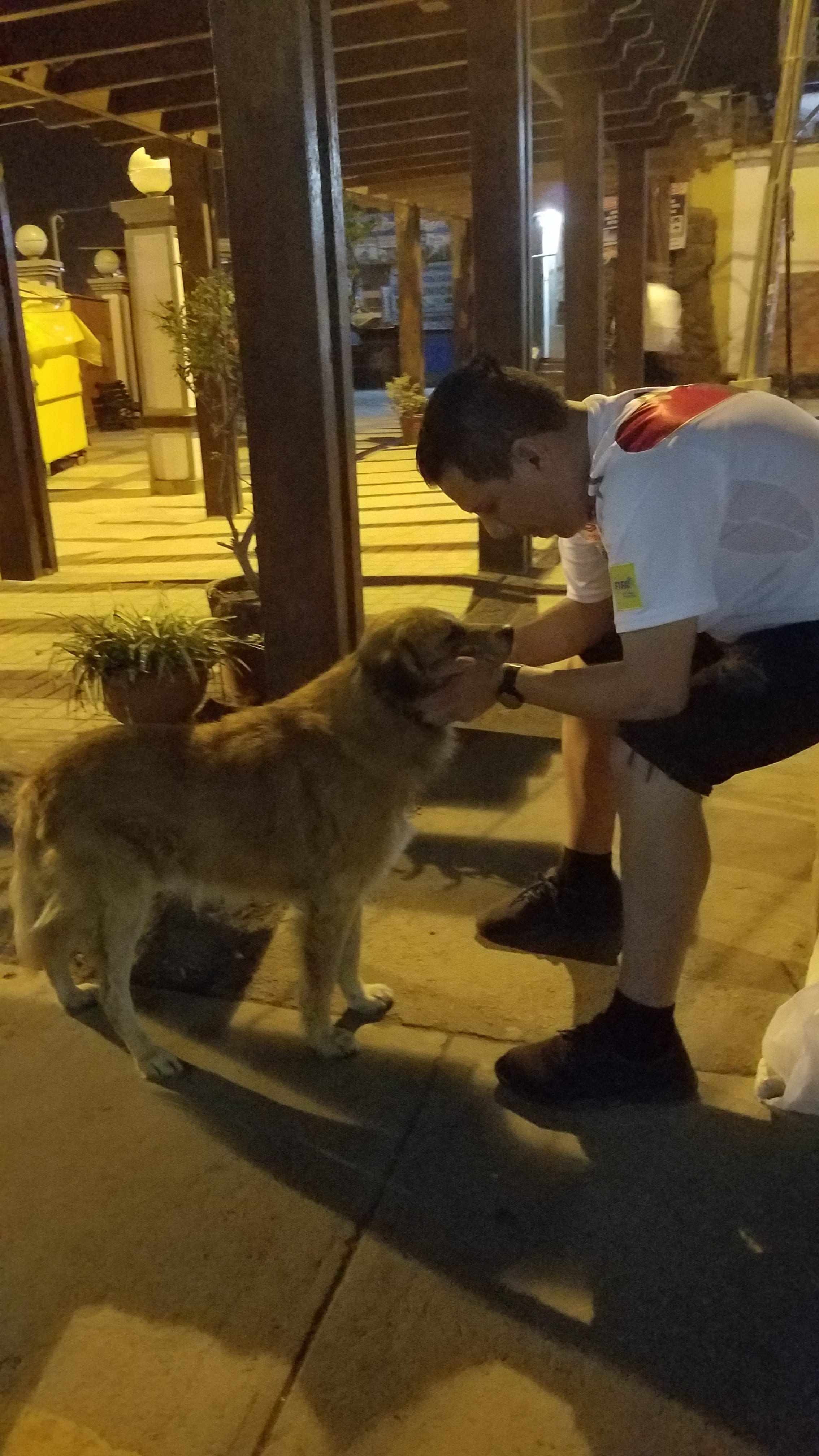 All they need is Love. All they need is Love, Food and Shelter. Open your heart and help me bring you a dog. All they need is Love. All they need is Love, Food and Shelter. Open your heart and help me bring you a dog.