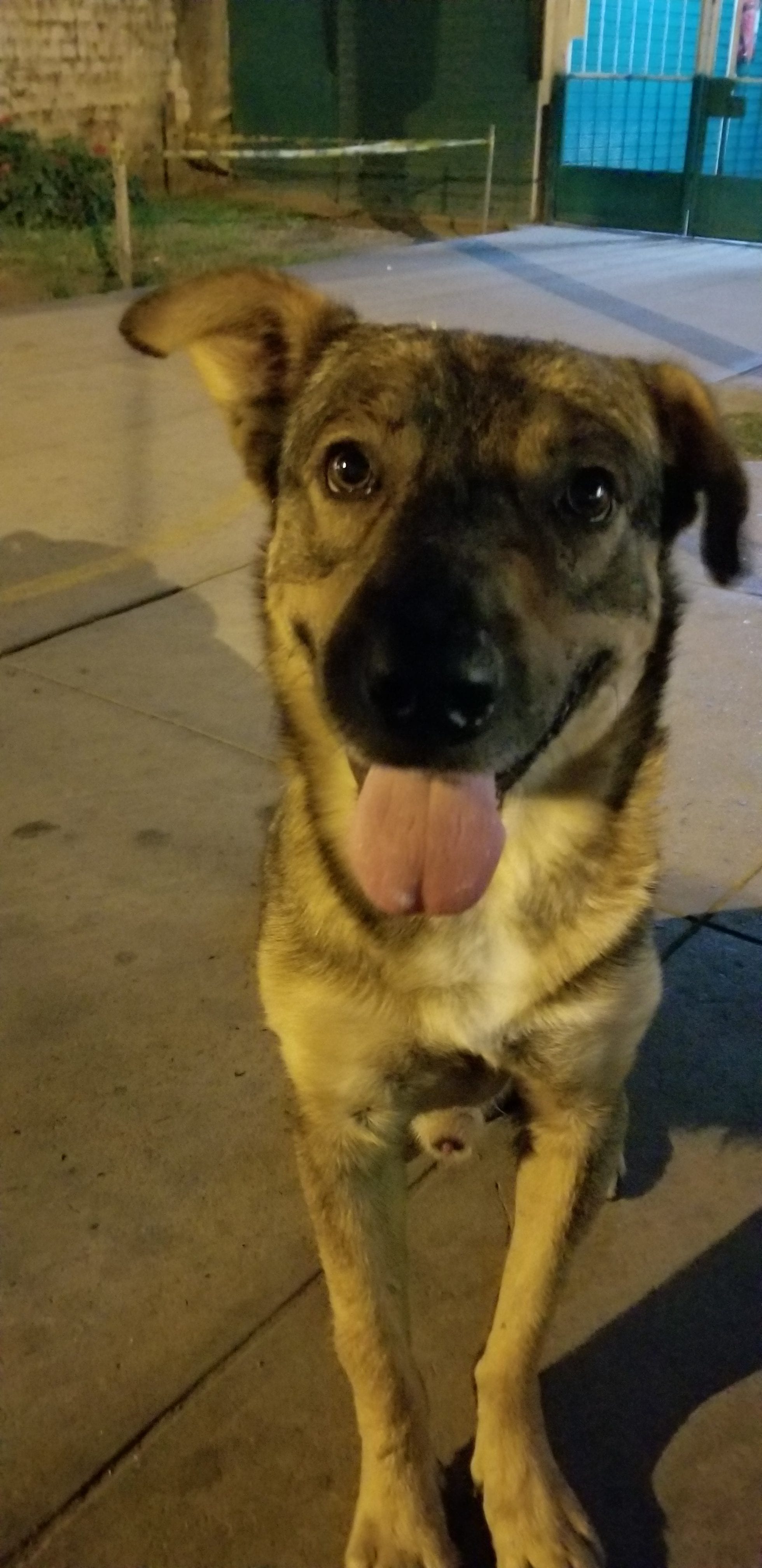 I met this pup in April and I specifically came back for him in July. Never saw him again. Who knows what his fate was. So happy go lucky. I am sad I didn't get to see him again. I would have brought back 2 dogs! I met this pup in April and I specifically came back for him in July. Never saw him again. Who knows what his fate was. So happy go lucky. I am sad I didn't get to see him again. I would have brought back 2 dogs!