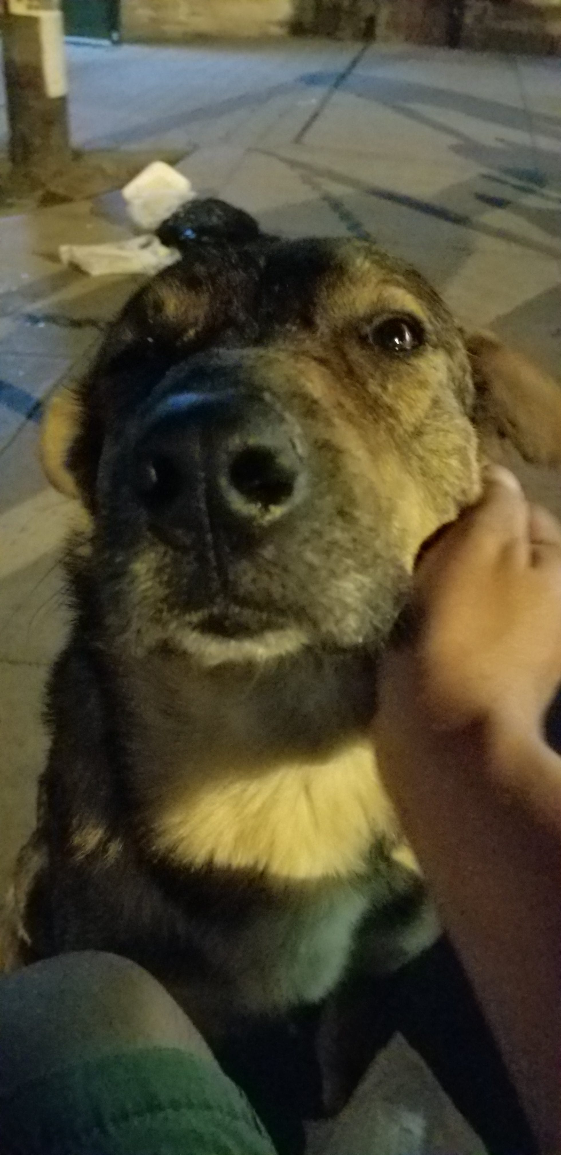 I met this pup in April and I specifically came back for him in July. Never saw him again. Who knows what his fate was. This pup was so friendly and loving. We spent 30 mins of petting. He was so happy to be fed a meal. I met this pup in April and I specifically came back for him in July. Never saw him again. Who knows what his fate was. This pup was so friendly and loving. We spent 30 mins of petting. He was so happy to be fed a meal.