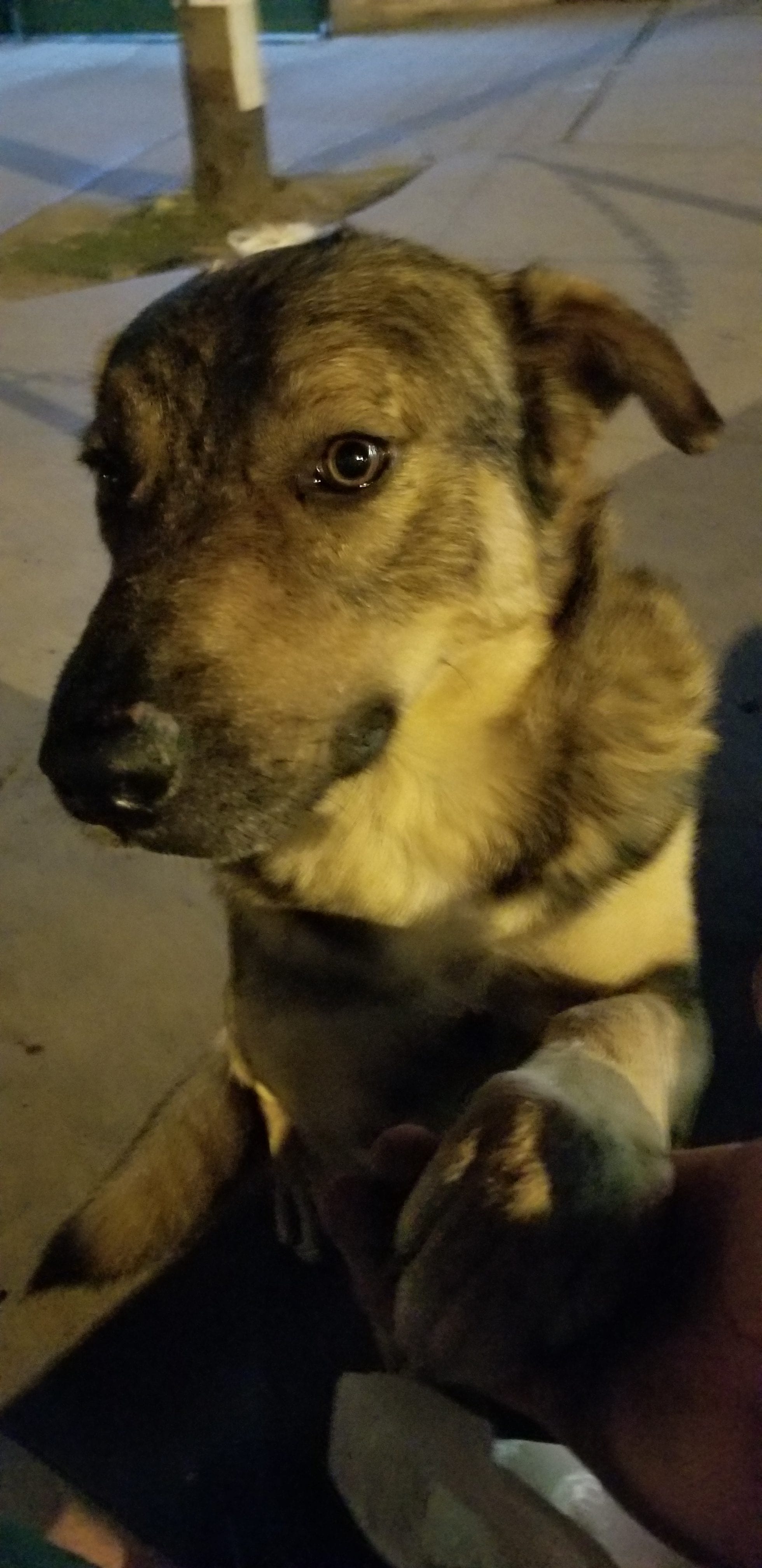 I met this pup in April and I specifically came back for him in July. Never saw him again. Who knows what his fate was. This pup was so friendly and loving, In this picture he gave me paw. I met this pup in April and I specifically came back for him in July. Never saw him again. Who knows what his fate was. This pup was so friendly and loving, In this picture he gave me paw.