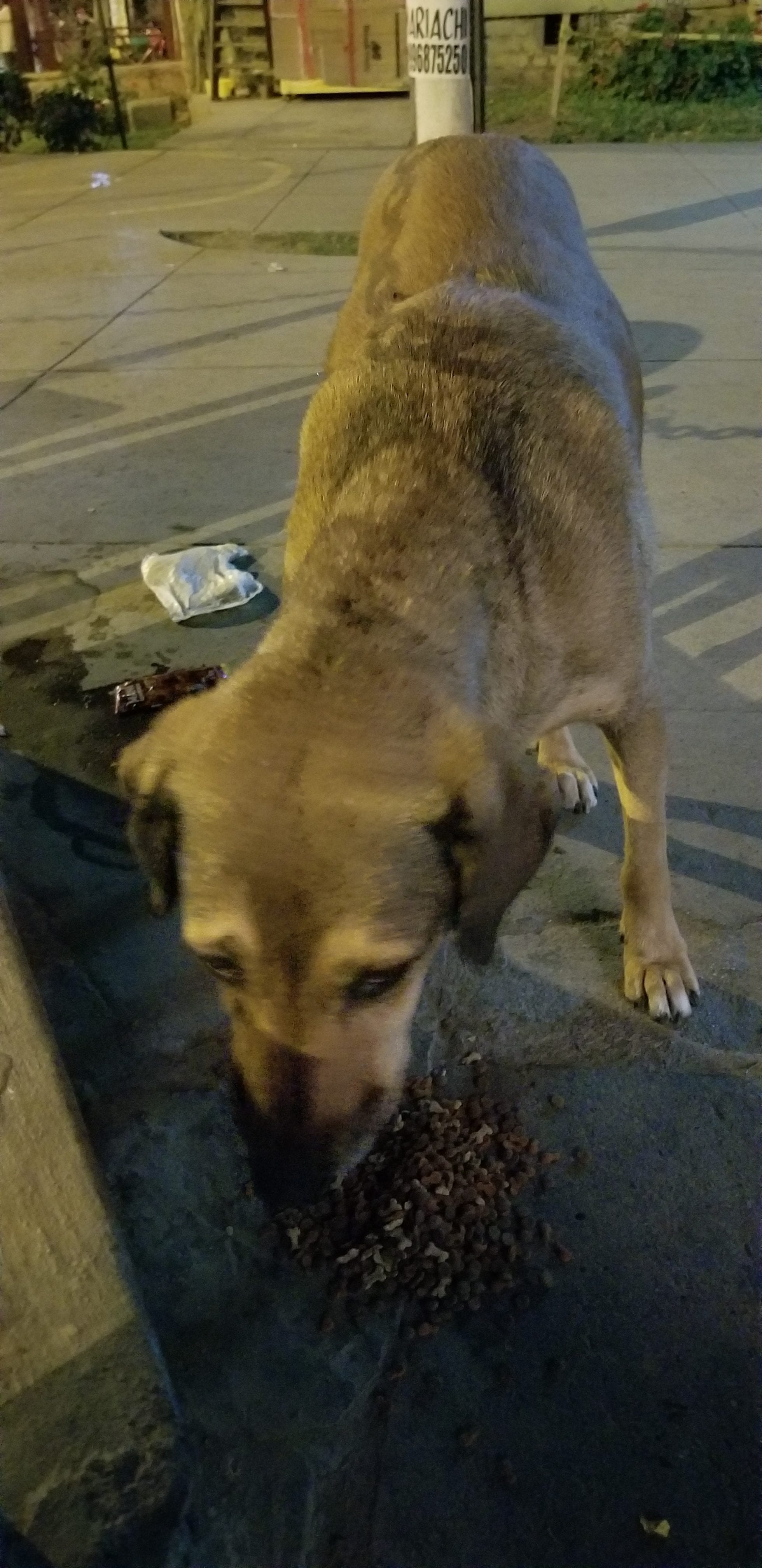 another shot of the the middle aged homeless street was friendly and eager for a meal. These poor dogs crave so much love, attention and resources. another shot of the the middle aged homeless street was friendly and eager for a meal. These poor dogs crave so much love, attention and resources.
