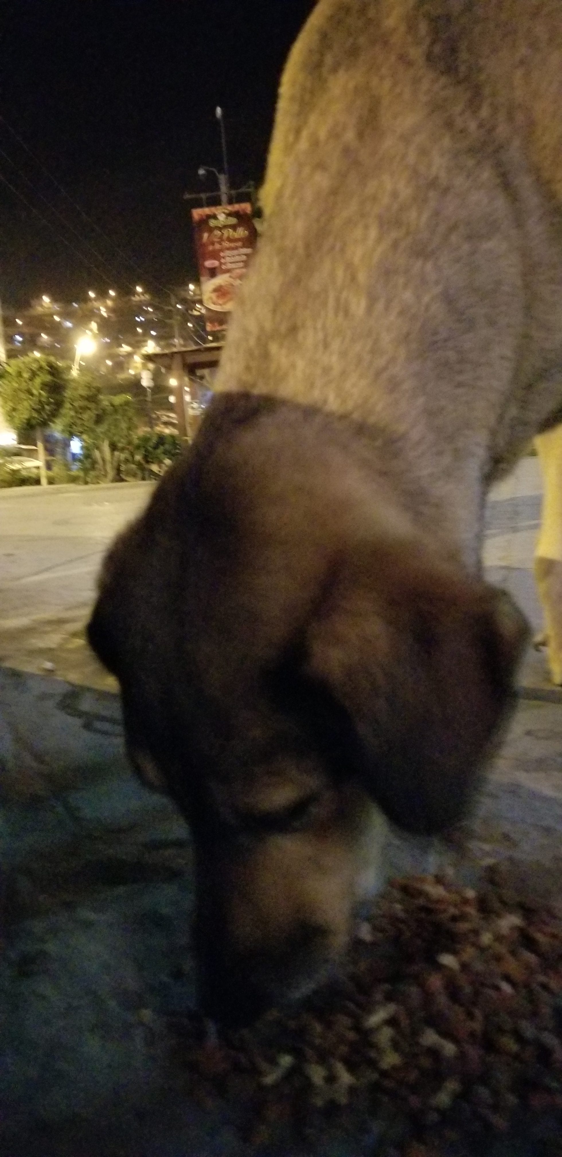 A middle aged homeless street was friendly and eager for a meal. These poor dogs crave so much love, attention and resources. A middle aged homeless street was friendly and eager for a meal. These poor dogs crave so much love, attention and resources.