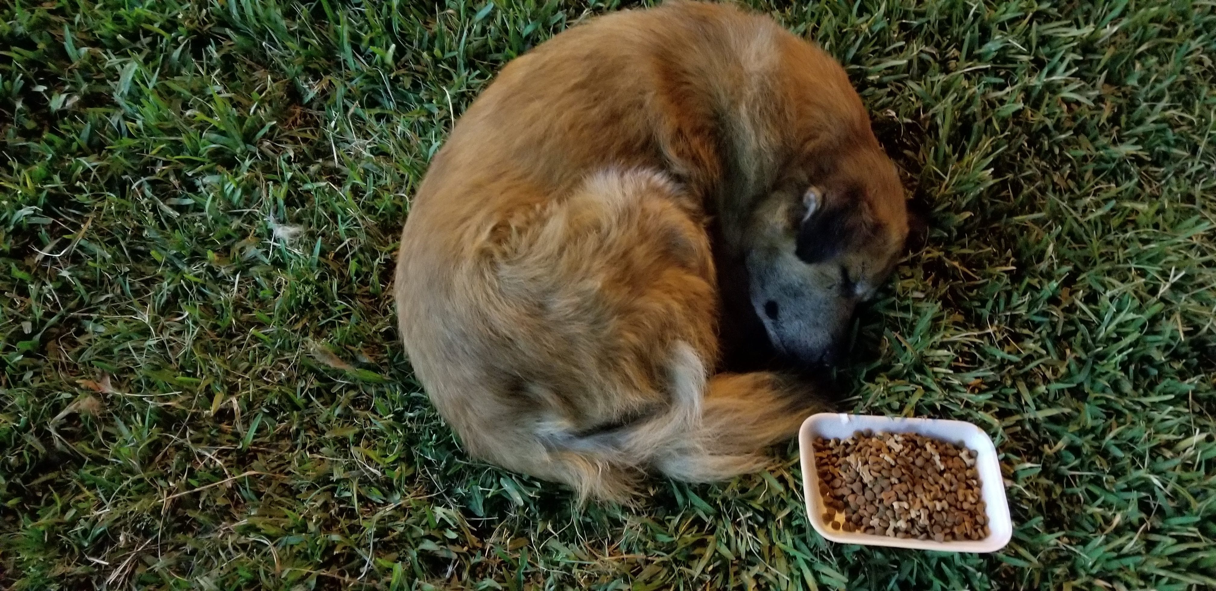 Poor senior homeless street dog is sound asleep on a patch of grass near a busy main street. I left this poor soul a bowl of kibble for him to eat upon his eyes opening. Poor senior homeless street dog is sound asleep on a patch of grass near a busy main street. I left this poor soul a bowl of kibble for him to eat upon his eyes opening.