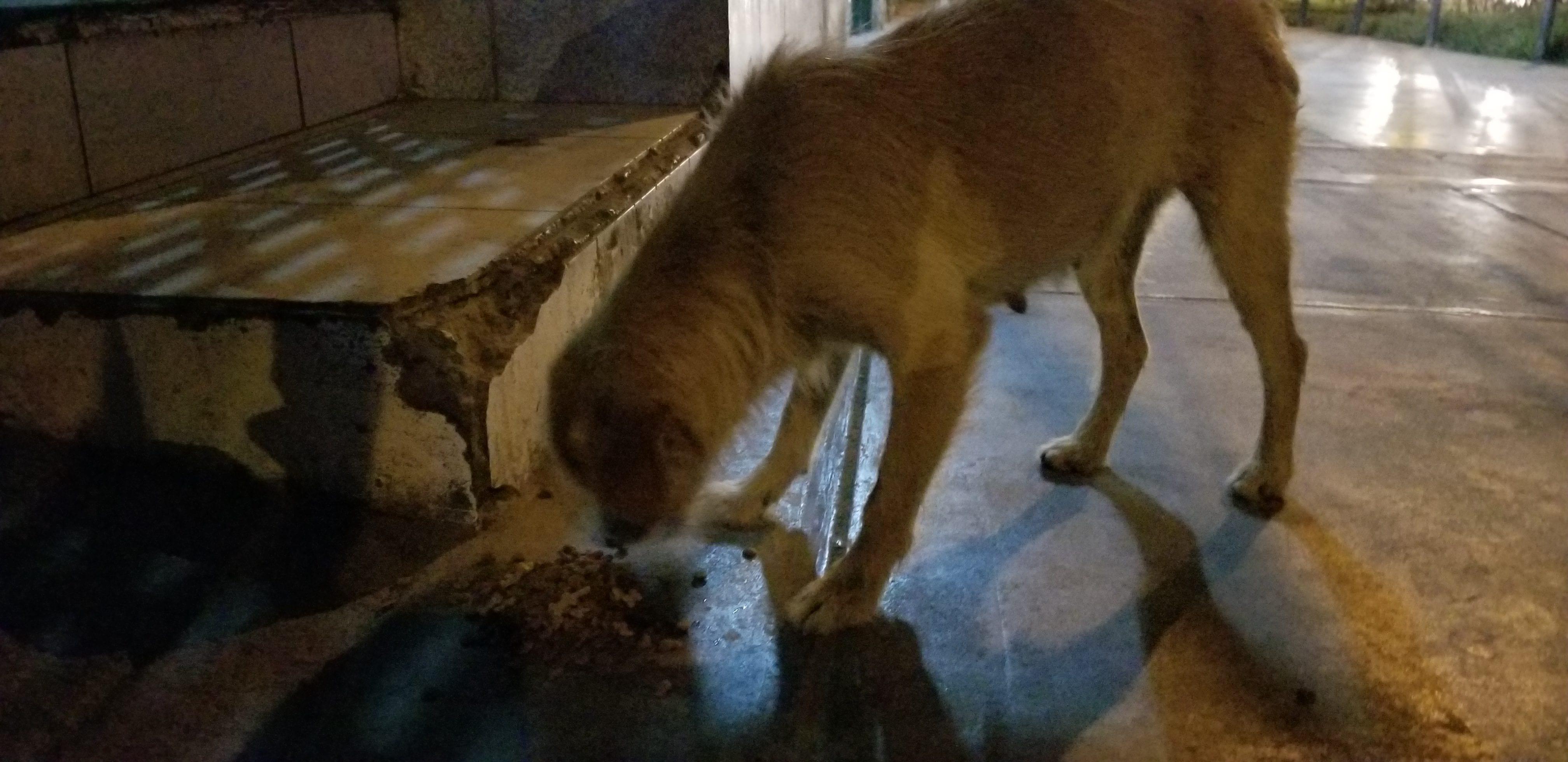 Female doodle dog eats a meal during the late hours of the night. She was friendly and sensed i was not foe and accepted my friendship. Female doodle dog eats a meal during the late hours of the night. She was friendly and sensed i was not foe and accepted my friendship.