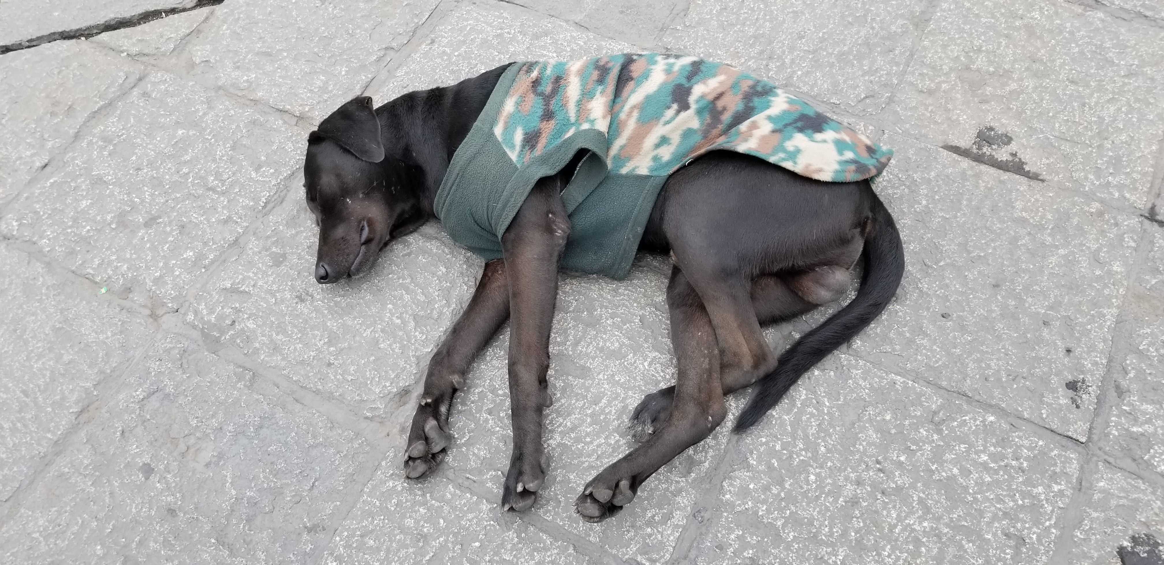 Exhausted black lab takes a nap near a busy plaza in Lima, Peru amongst pedestrians. Poor guy, i wish i could bring back all the dogs I met. Exhausted black lab takes a nap near a busy plaza in Lima, Peru amongst pedestrians. Poor guy, i wish i could bring back all the dogs I met.