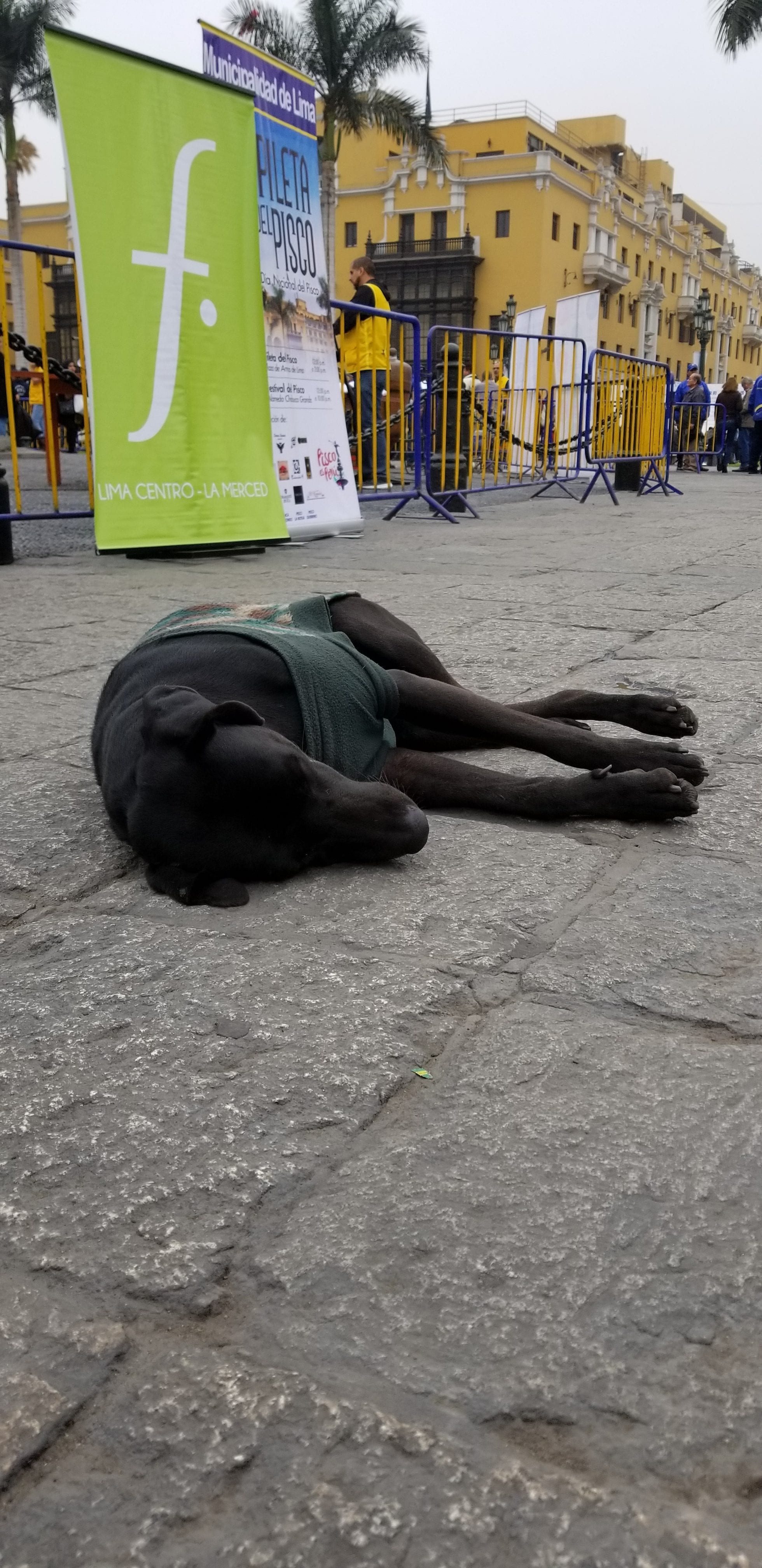 Exhausted black lab takes a nap near a busy plaza in Lima, Peru amongst pedestrians. Poor guy, i wish i could bring back all the dogs I met. Exhausted black lab takes a nap near a busy plaza in Lima, Peru amongst pedestrians. Poor guy, i wish i could bring back all the dogs I met.