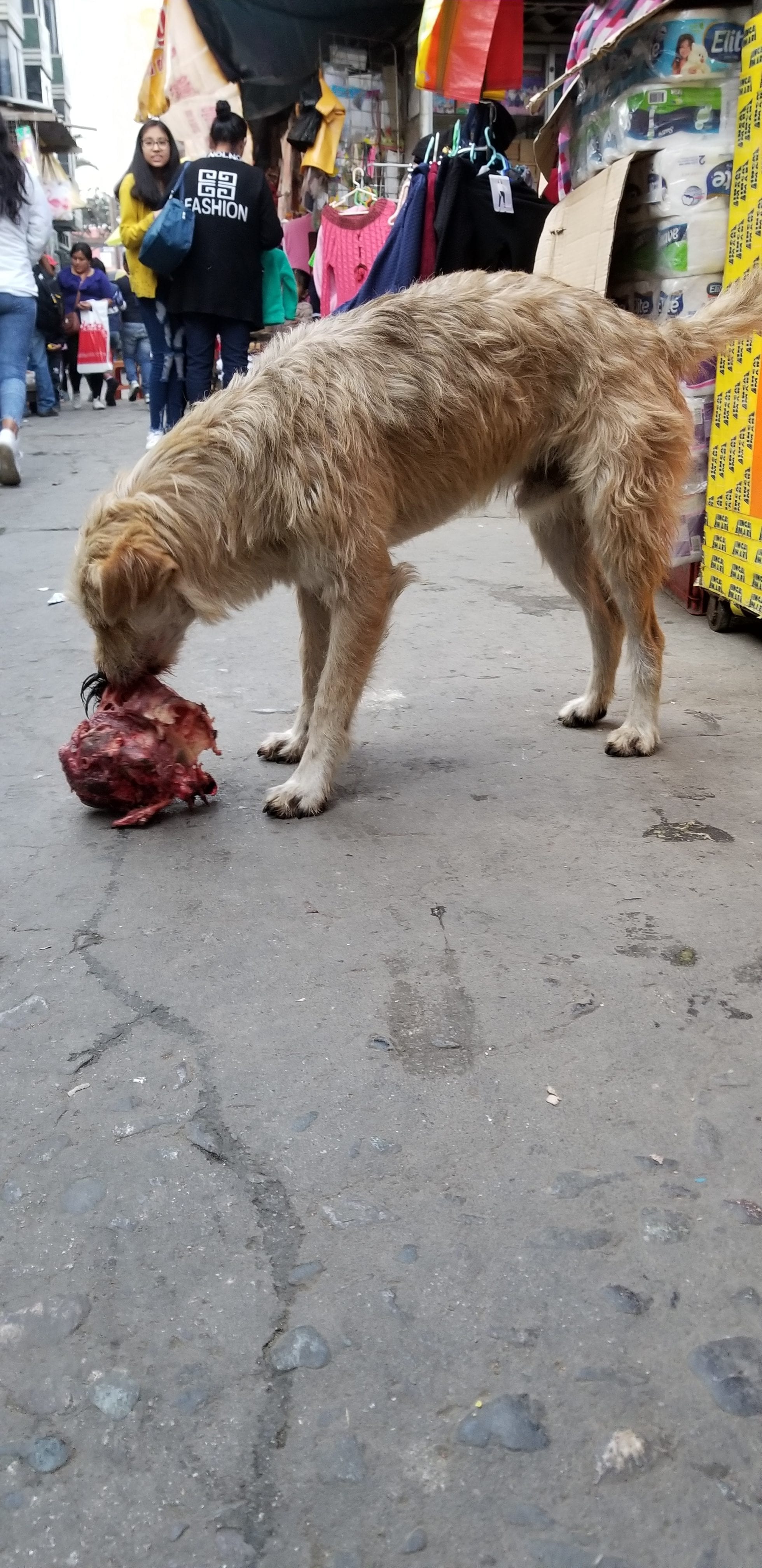 Met this cute homeless wired haired doodle. On our 1st encounter he was eating some meat bone he found at the open market. Met this cute homeless wired haired doodle. On our 1st encounter he was eating some meat bone he found at the open market.