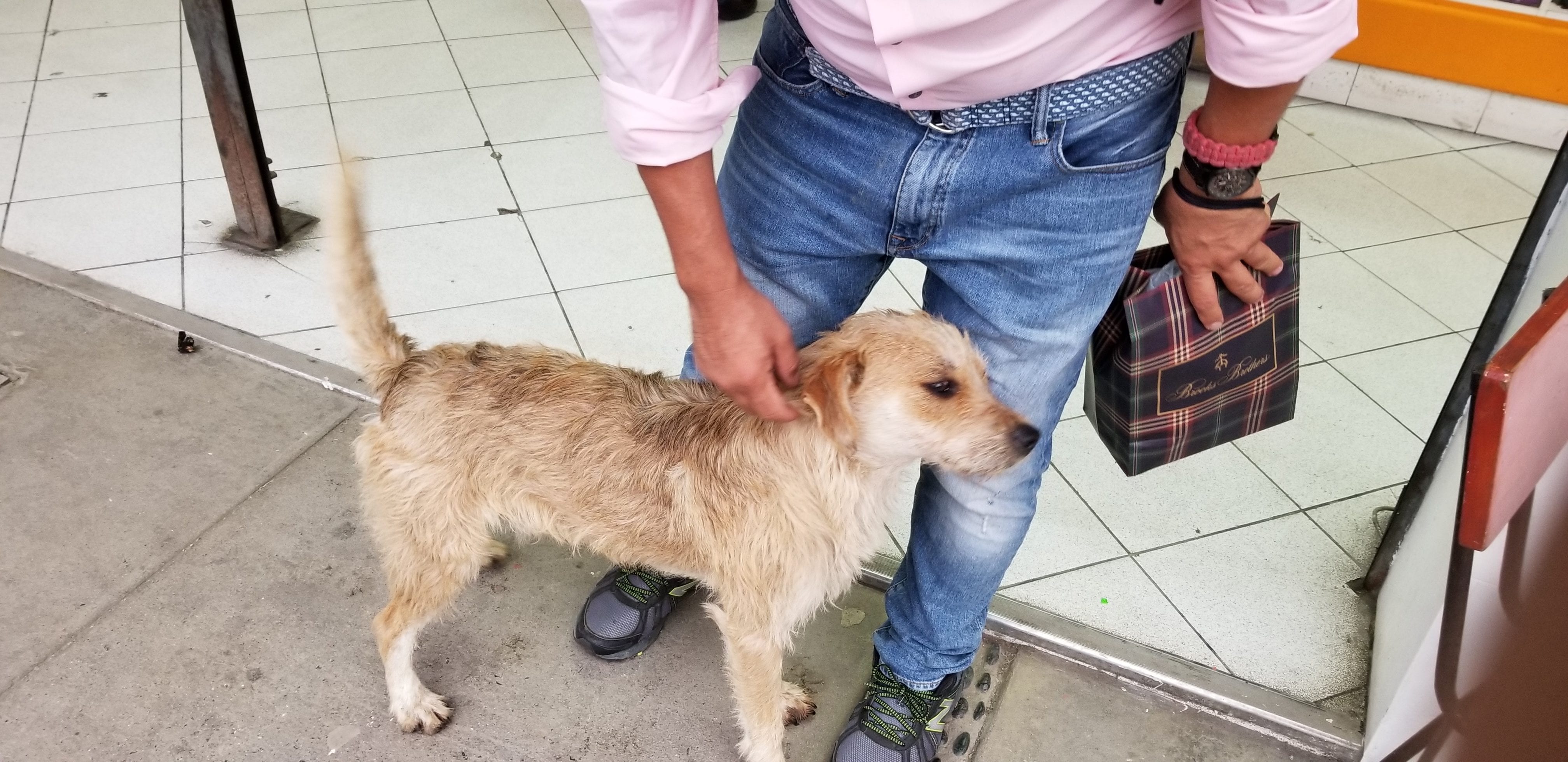 Met this cute homeless wired haired doodle. He was eager to be pet and get his neck massaged. Met this cute homeless wired haired doodle. He was eager to be pet and get his neck massaged.