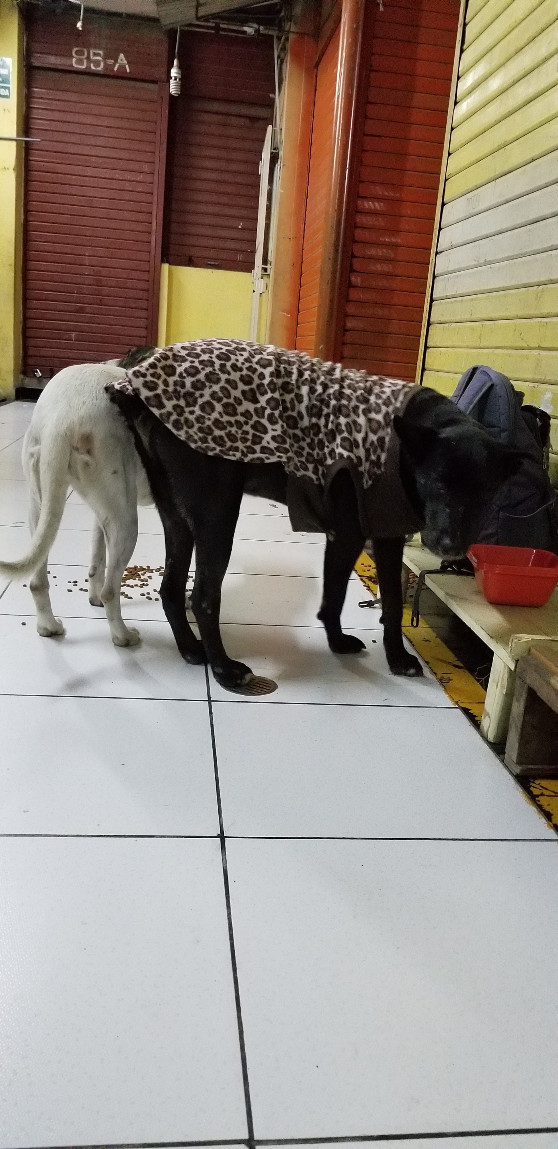 Met 2 street dogs roaming in a shopping mall during after hours. These guys were friendly and happy to get some love and food. Met 2 street dogs roaming in a shopping mall during after hours. These guys were friendly and happy to get some love and food.
