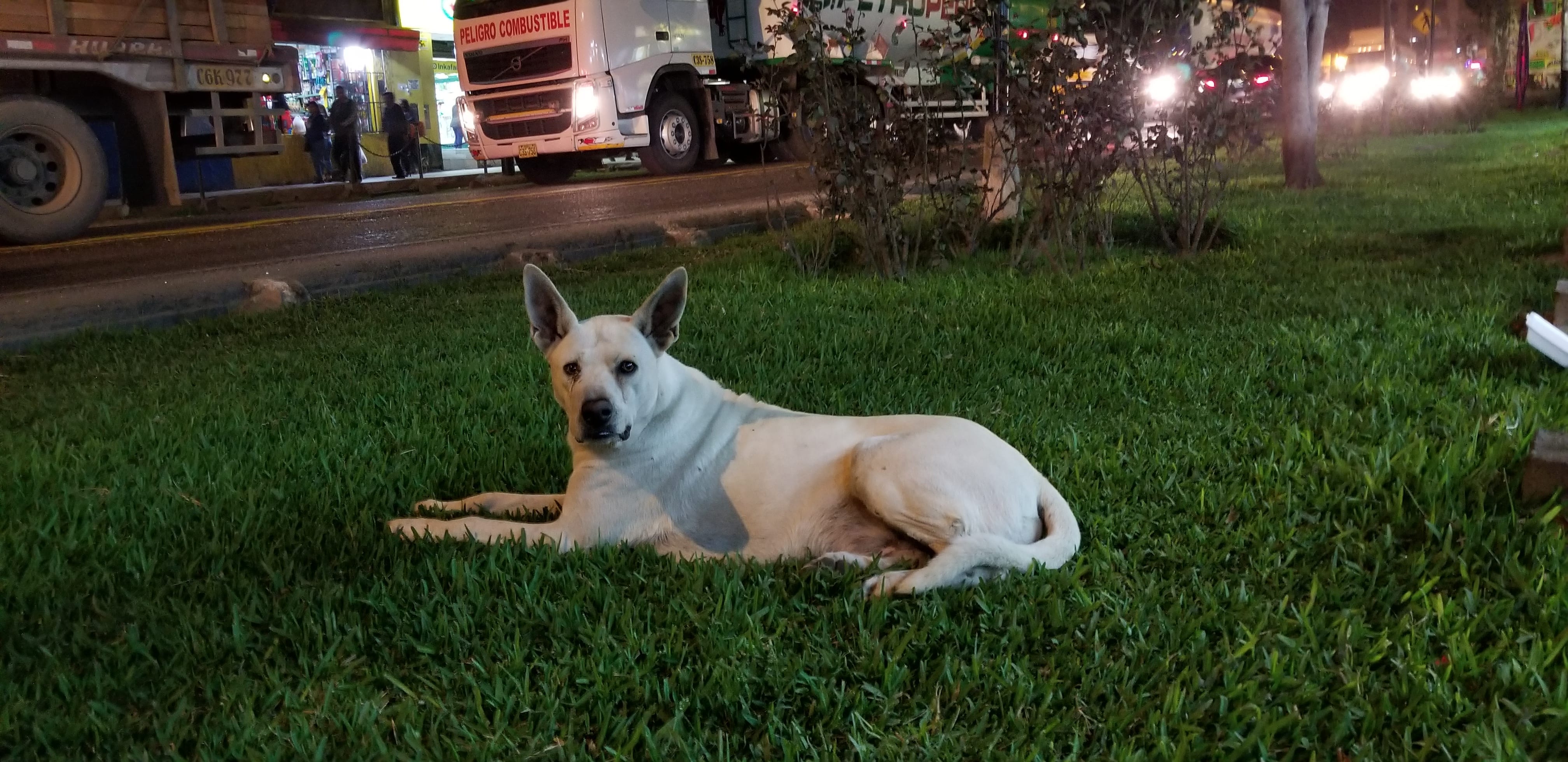 Ray gains trust of white Lab Basenji mix laying on grass near a busy street. All he wants is love, food and attention Ray gains trust of white Lab Basenji mix laying on grass near a busy street. All he wants is love, food and attention