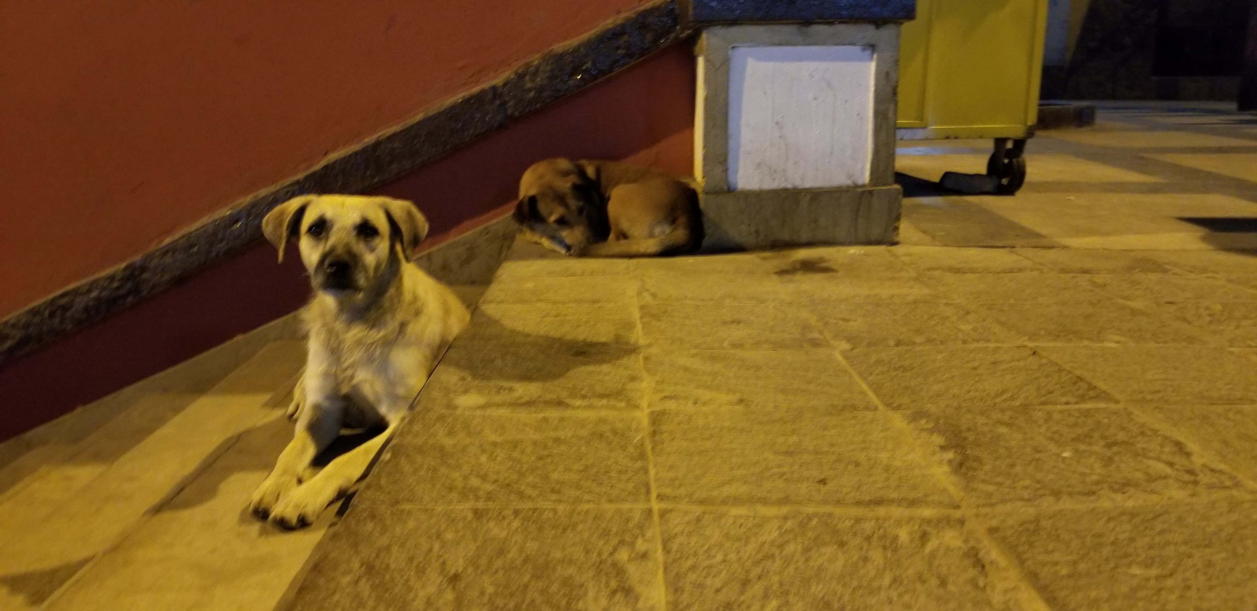 a pair of homeless street dogs ready to sleep on public stairwell. i wish i could have brought them back home. a pair of homeless street dogs ready to sleep on public stairwell. i wish i could have brought them back home.