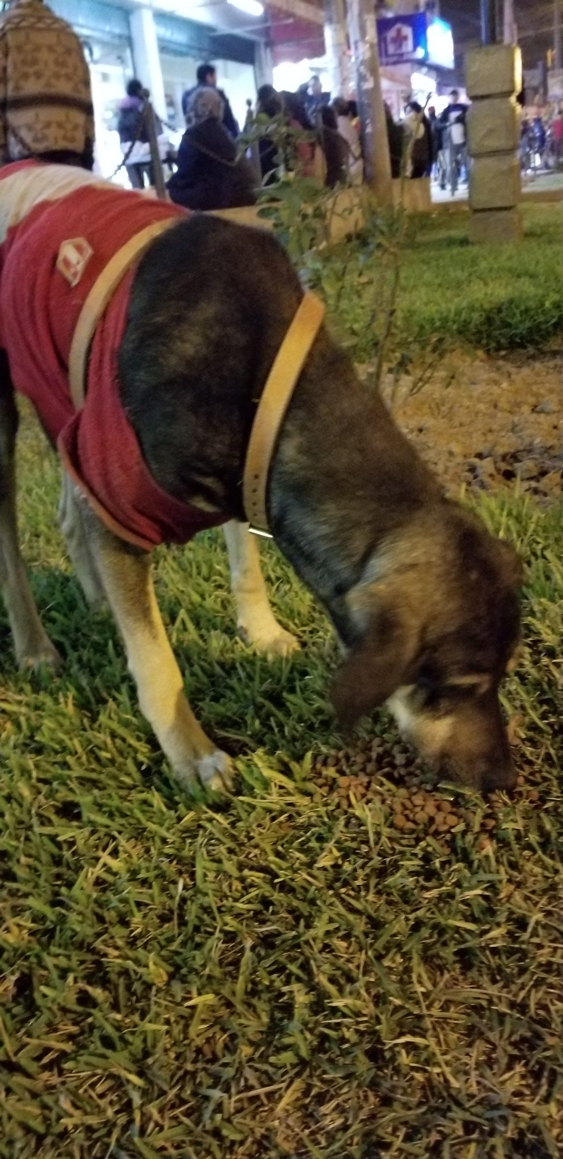 This is Benny the lucky former homeless street dog that came back to America. This is our first encounter. He would not stop following me after I feed him. This is Benny the lucky former homeless street dog that came back to America. This is our first encounter. He would not stop following me after I feed him.