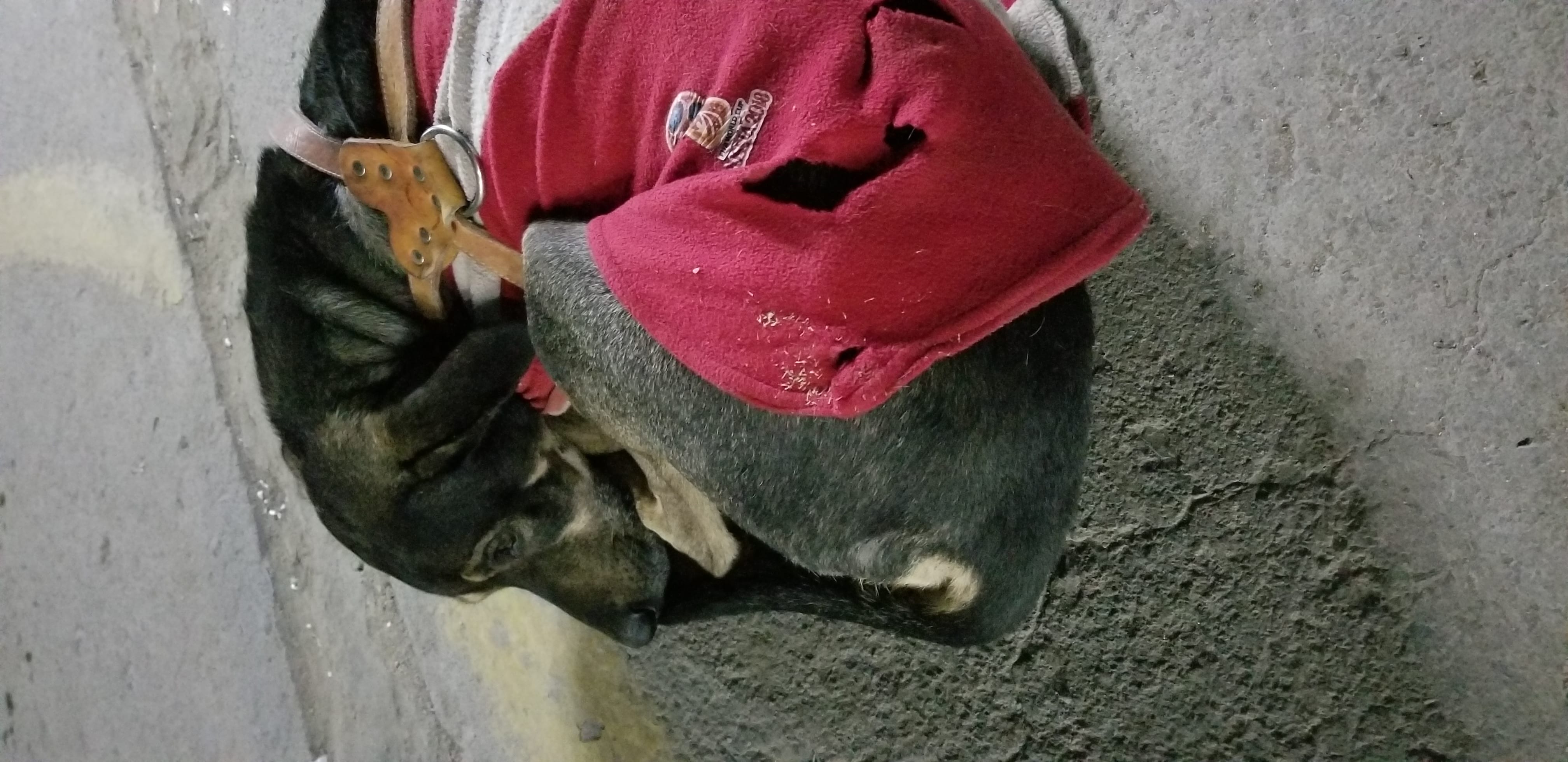 Benny (former) street dog followed me for blocks after I fed him and asked for help. I wasnt sure what to do. Hard to deny a dog asking for help. Benny (former) street dog followed me for blocks after I fed him and asked for help. I wasnt sure what to do. Hard to deny a dog asking for help.