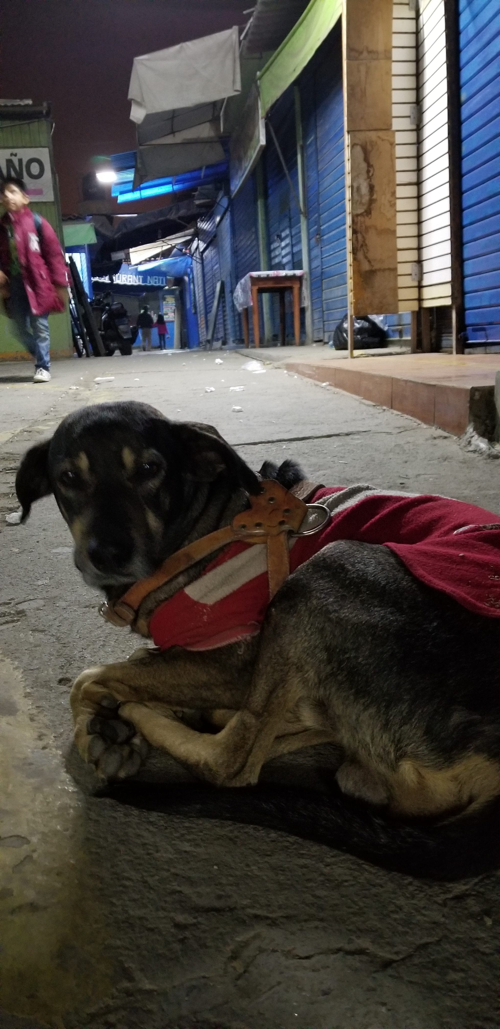 Benny (former) street dog followed me for blocks after I fed him and asked for help. I pet and gave him some water after hour and he kept following. He choose me as his new owner. Benny (former) street dog followed me for blocks after I fed him and asked for help. I pet and gave him some water after hour and he kept following. He choose me as his new owner.