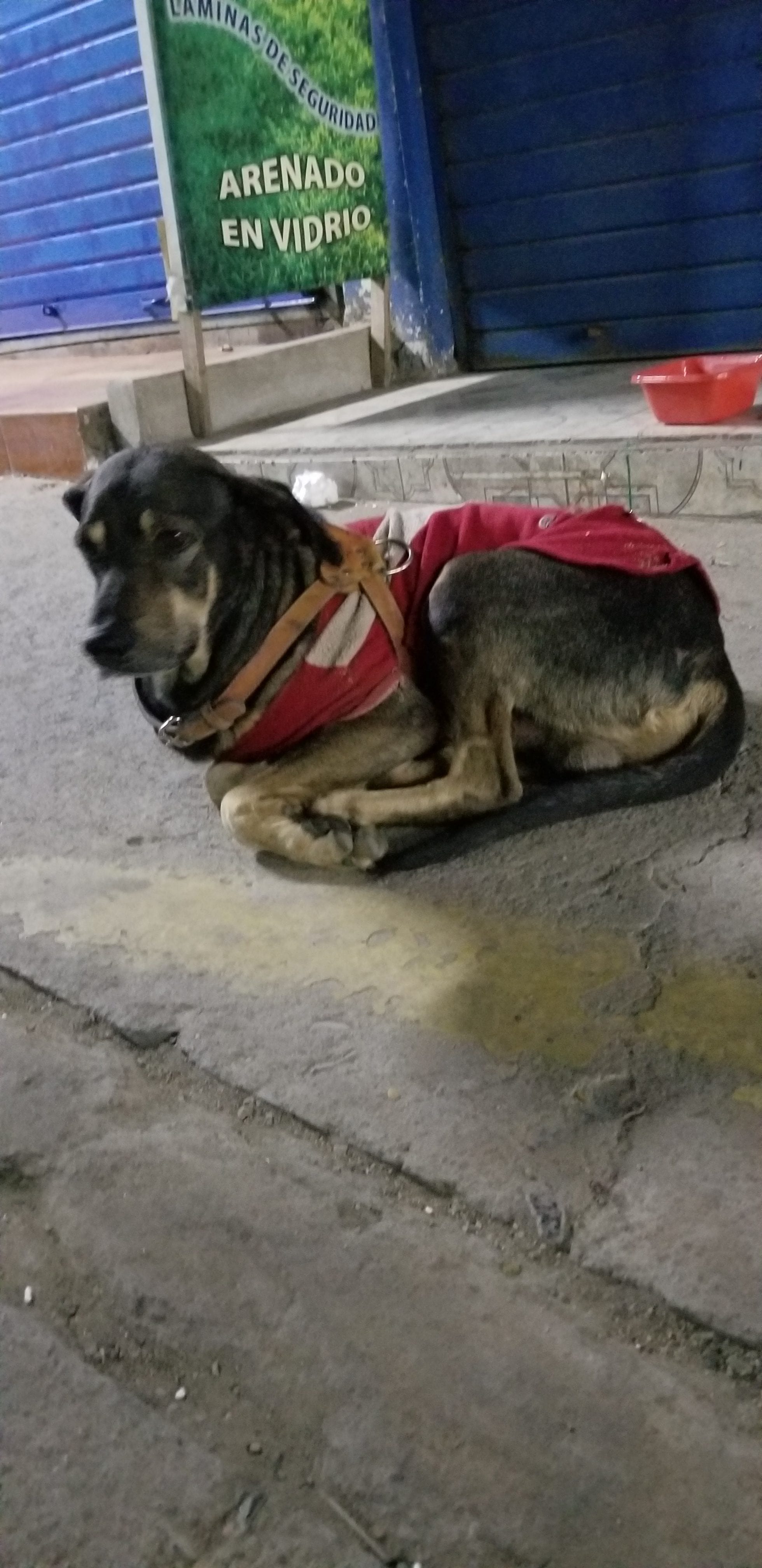 Benny (former) street dog followed me for blocks after I fed him and asked for help. The poor dog was so boney and a good Samaritan was able to pt a sweater and harness. A group of women collectively help street dogs with food and sweater but it isn't enough. Benny (former) street dog followed me for blocks after I fed him and asked for help. The poor dog was so boney and a good Samaritan was able to pt a sweater and harness. A group of women collectively help street dogs with food and sweater but it isn't enough.
