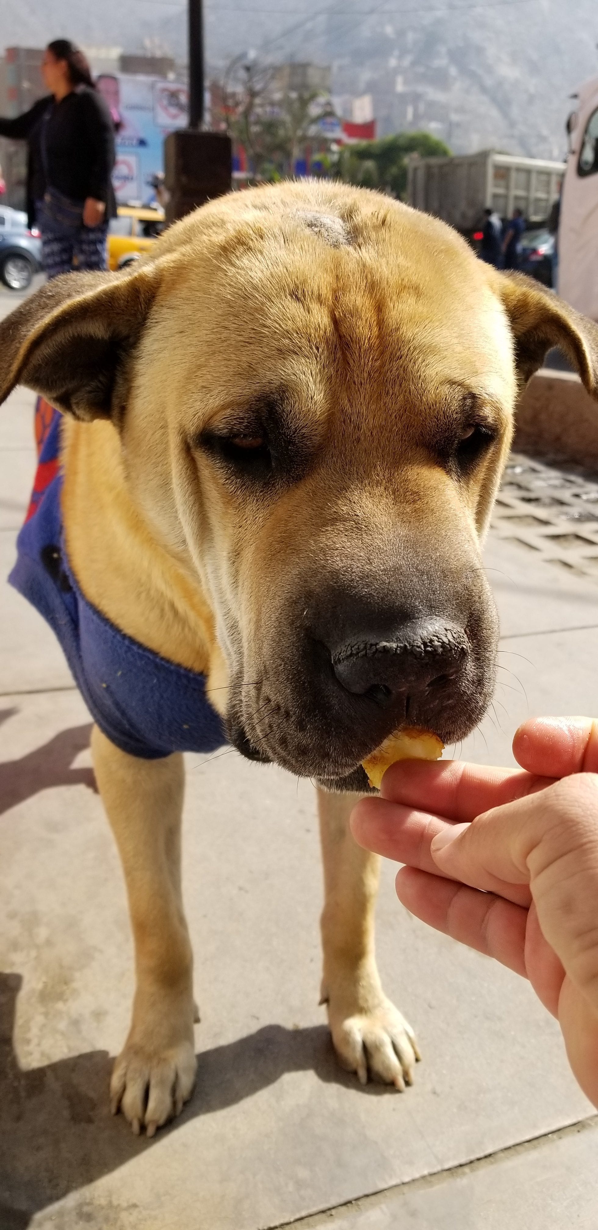Cabezon (Sharpei Lab mix ) takes a cookie from my hand. I wish I brought him back. he is a gentle giant. I hope i see him again on my next trip to Peru. Cabezon (Sharpei Lab mix ) takes a cookie from my hand. I wish I brought him back. he is a gentle giant. I hope i see him again on my next trip to Peru.