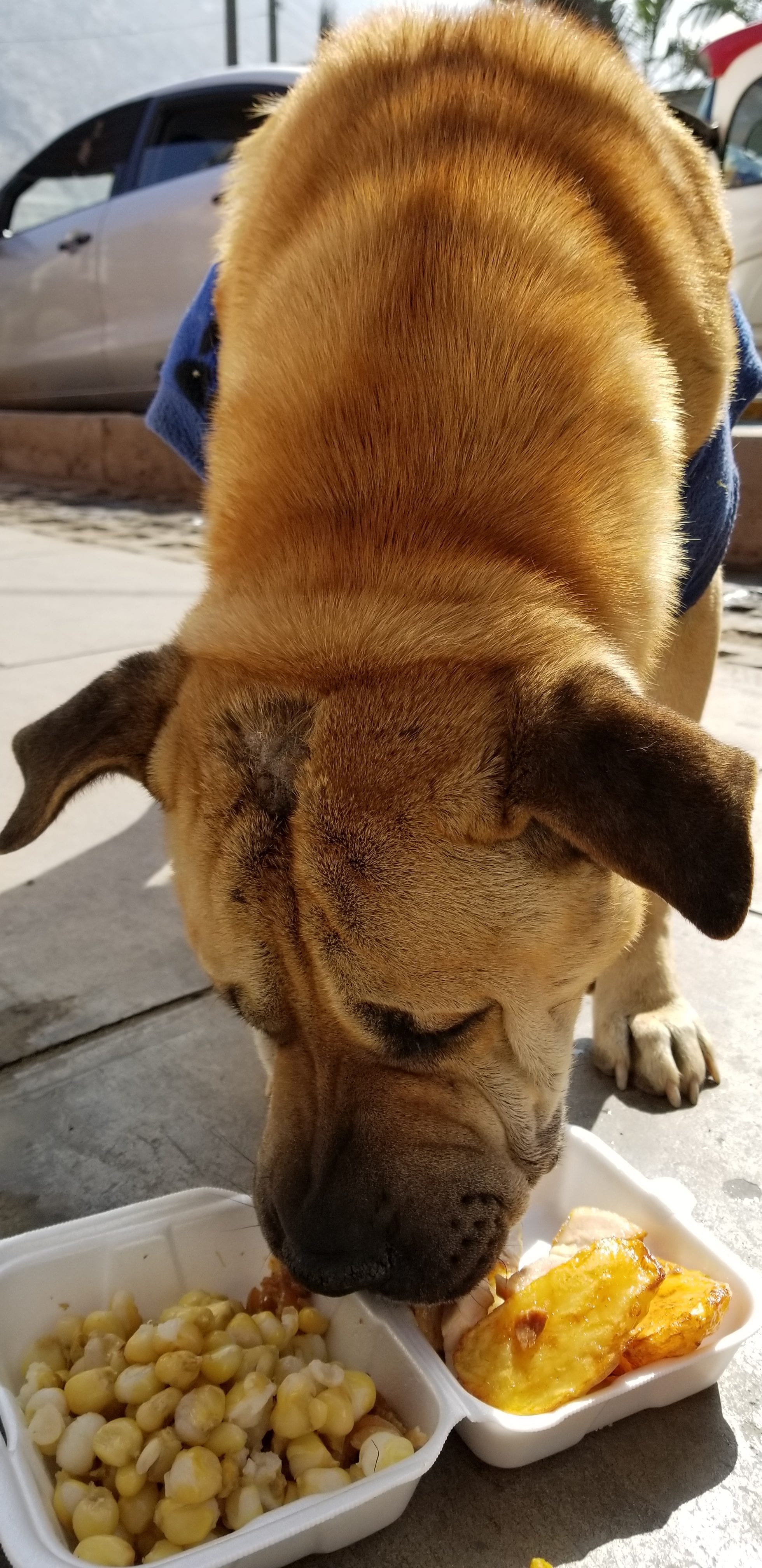 Cabezon (Sharpei Lab mix ) I feed him some of my left over pork, sweet potatoes and corn. Cabezon (Sharpei Lab mix ) I feed him some of my left over pork, sweet potatoes and corn.
