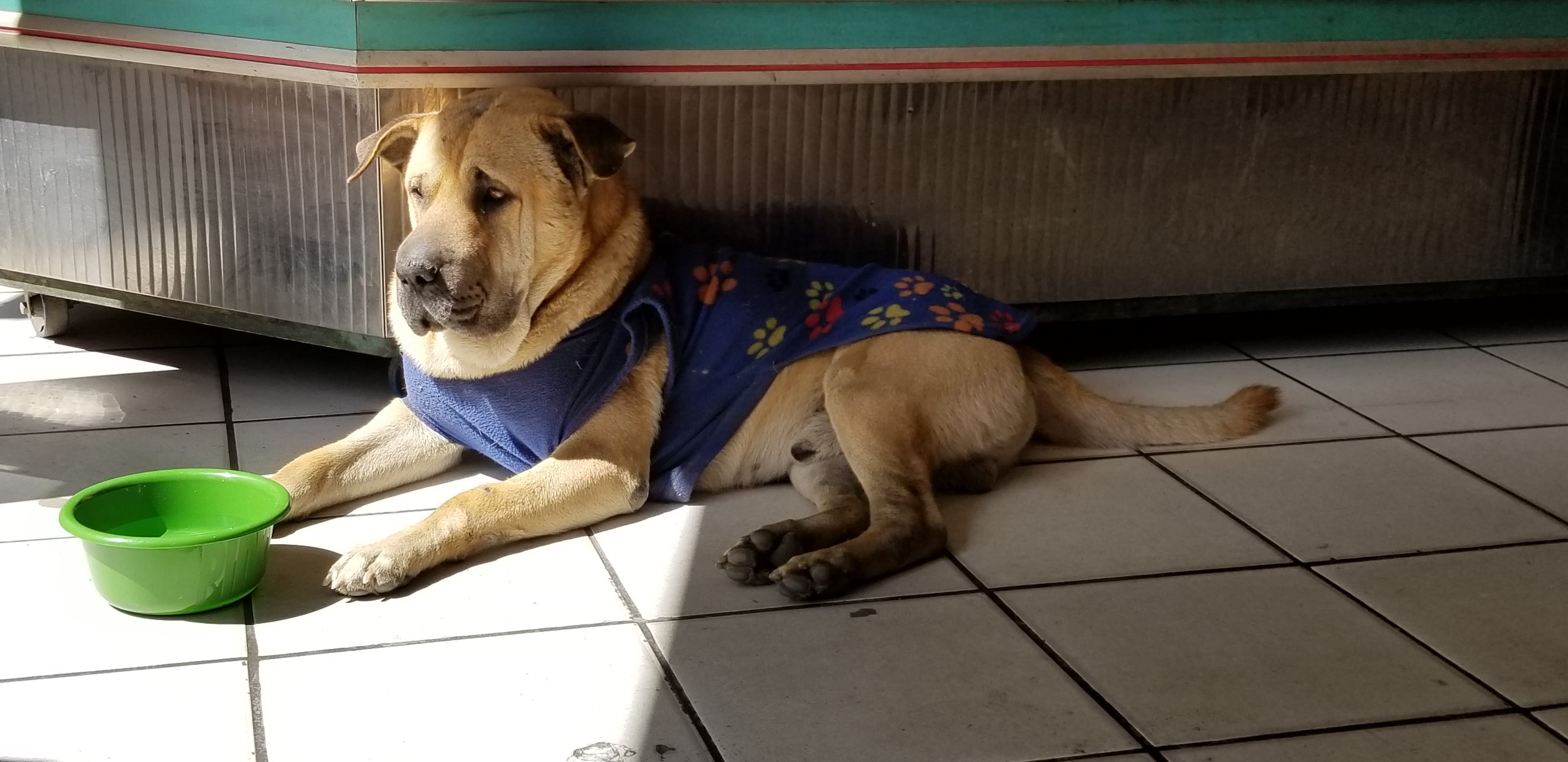Cabezon (Sharpei Lab mix ) has 2 areas he hangs out. In front of the bakery and cell phone store. I would always respectfully feed him and give him water. Cabezon (Sharpei Lab mix ) has 2 areas he hangs out. In front of the bakery and cell phone store. I would always respectfully feed him and give him water.