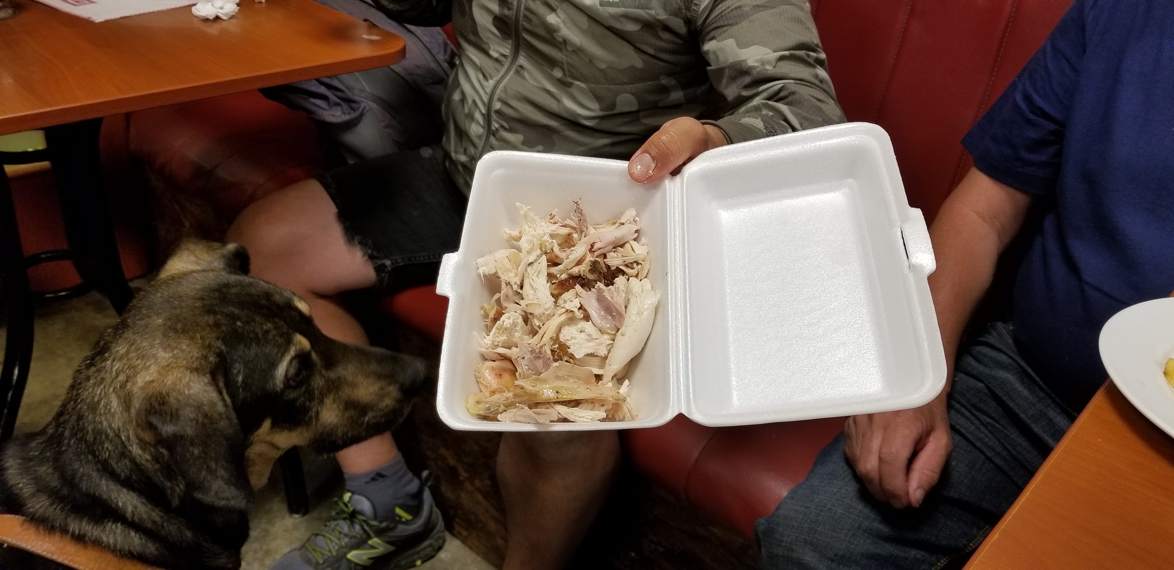 Benny (former) street dog day after we met. I saw him again the following day. Eager and patient as he receives his own warm chicken dinner in which he doesn't have to steal, beg or pick from the garbage. Benny (former) street dog day after we met. I saw him again the following day. Eager and patient as he receives his own warm chicken dinner in which he doesn't have to steal, beg or pick from the garbage.