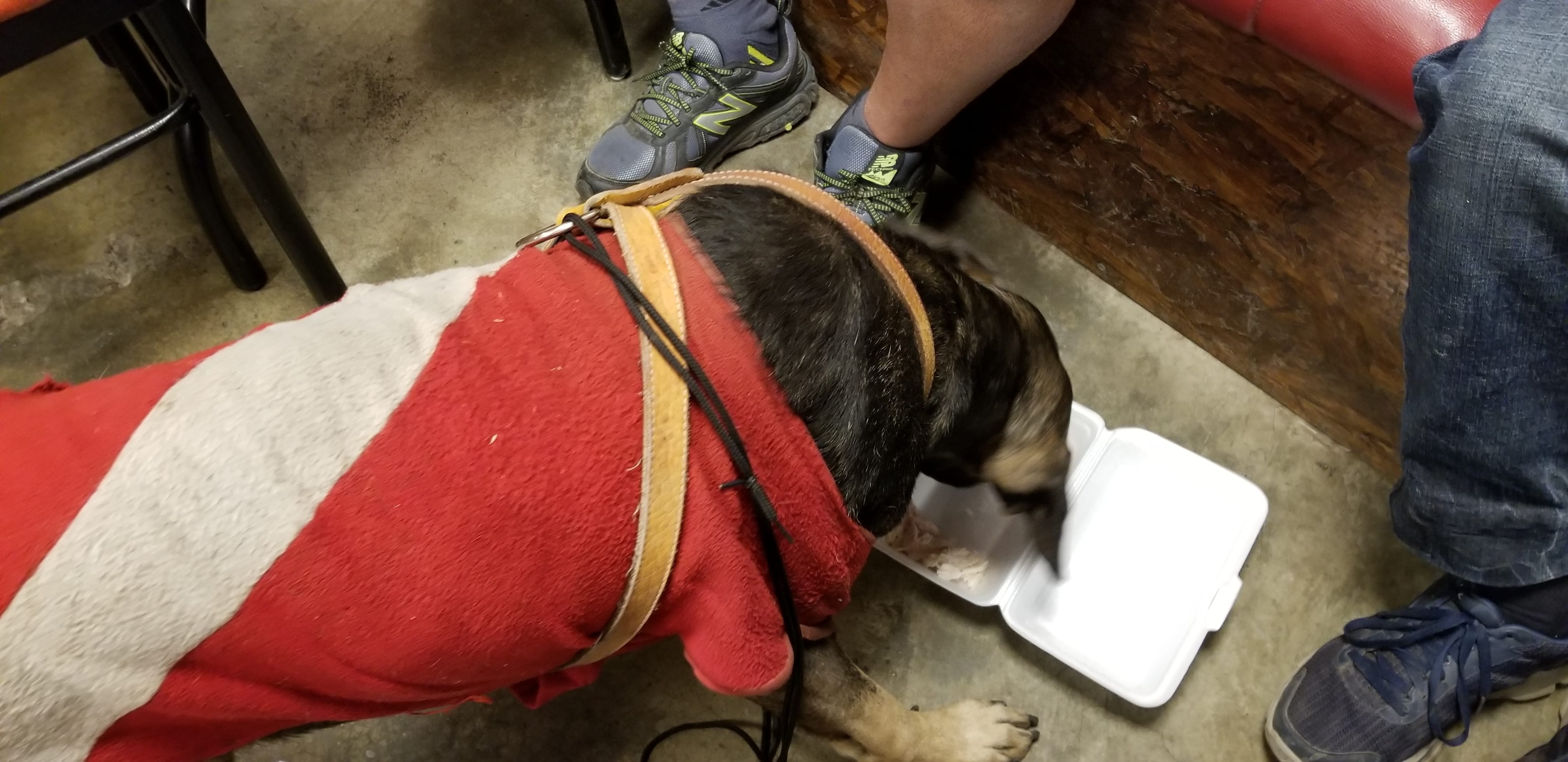 Benny (former) street dog day after we met. I saw him again the following day. He followed me again. That evening I had sho laces I used as a leash and took him to a restaurant and feed him chicken. Benny (former) street dog day after we met. I saw him again the following day. He followed me again. That evening I had sho laces I used as a leash and took him to a restaurant and feed him chicken.