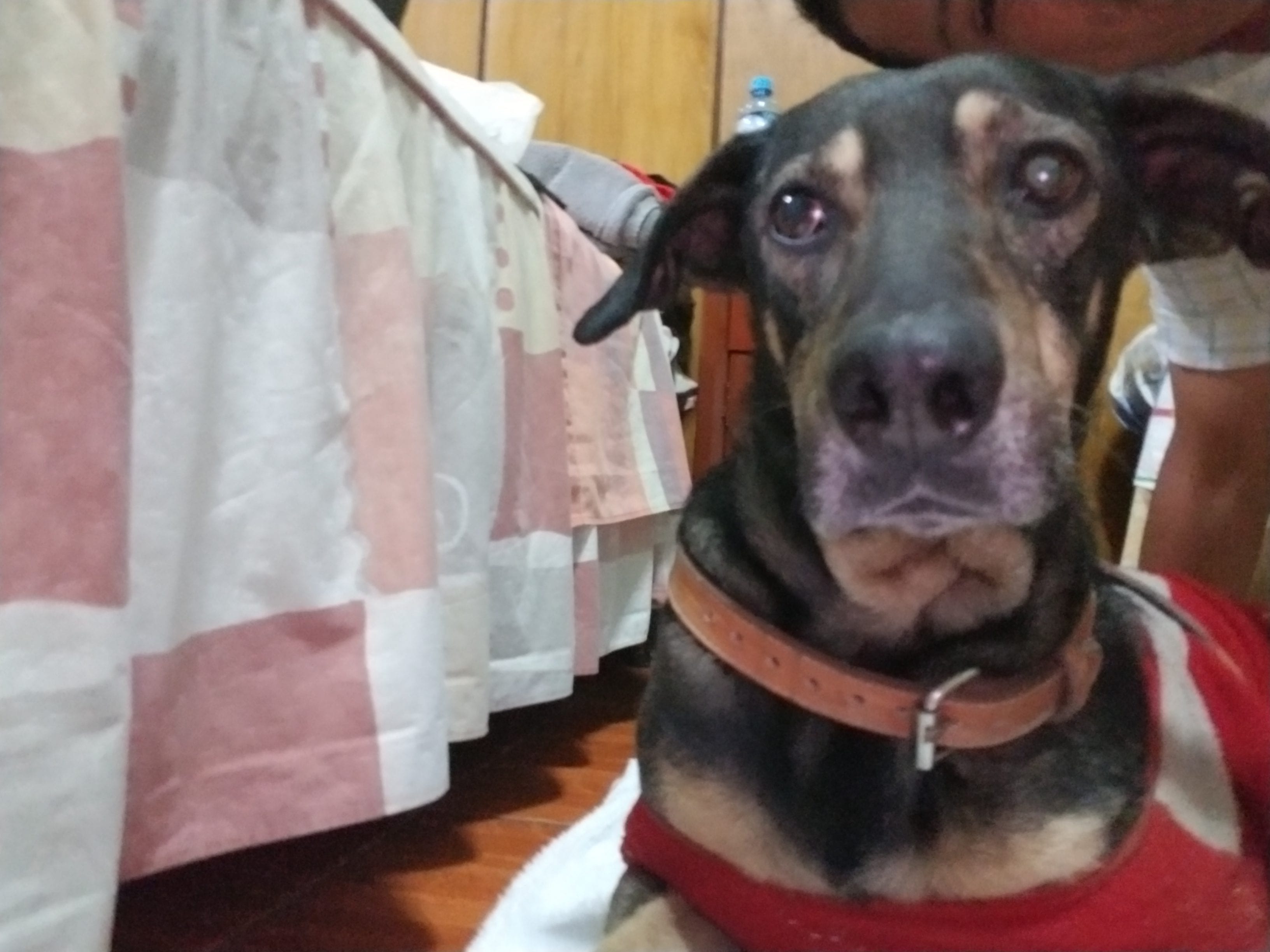 Benny (former) street dog 1st night in God knows when able to sleep in peace. Hotel owner allowed me to bring him inside for the duration of my visit in Peru. You can see Benny had a very poor diet which is visible in his cloudy eyes. Benny (former) street dog 1st night in God knows when able to sleep in peace. Hotel owner allowed me to bring him inside for the duration of my visit in Peru. You can see Benny had a very poor diet which is visible in his cloudy eyes.