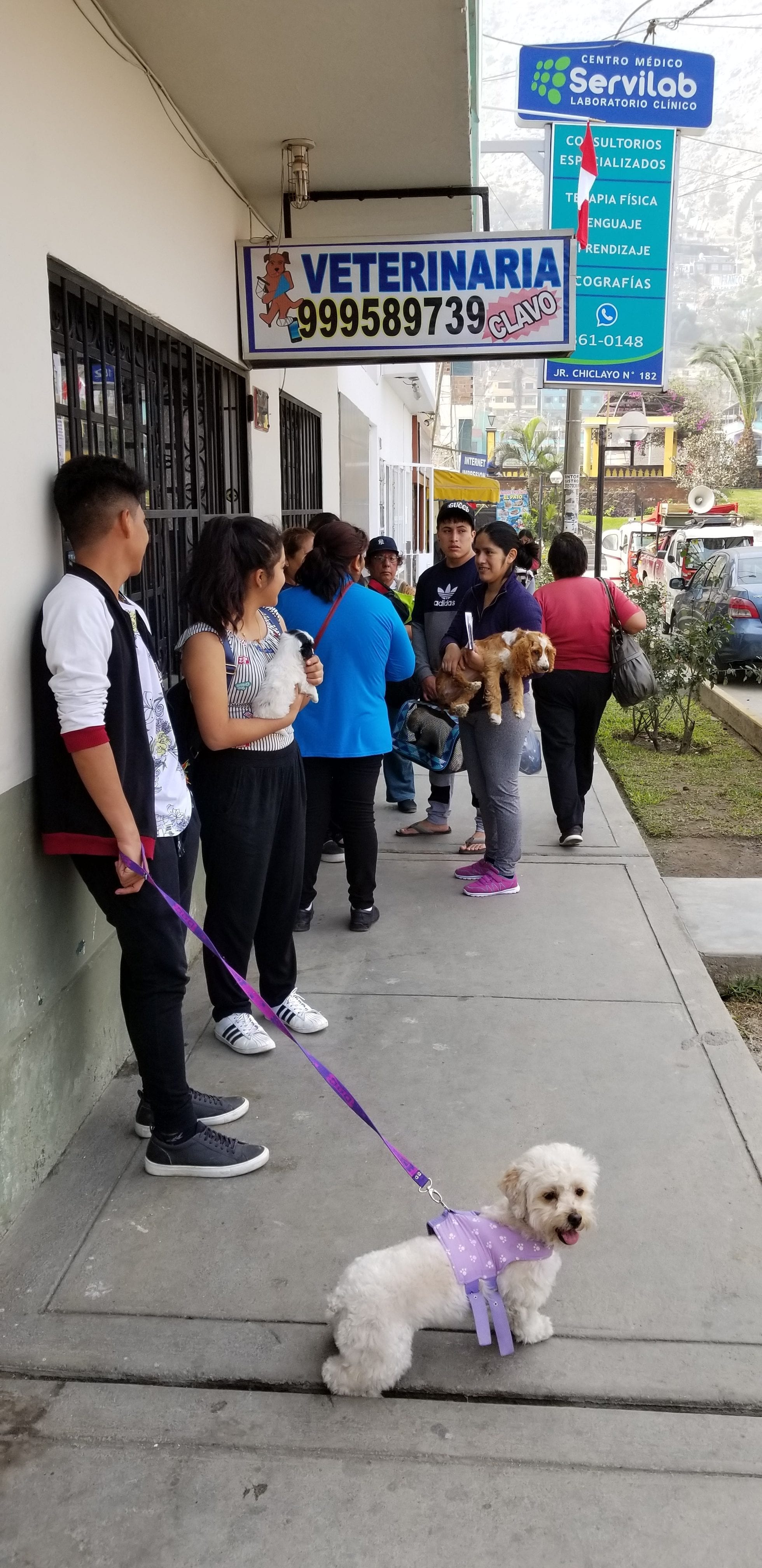 People await Dr Clavo the Veterinarian of the people and champion of the homeless street dogs People await Dr Clavo the Veterinarian of the people and champion of the homeless street dogs