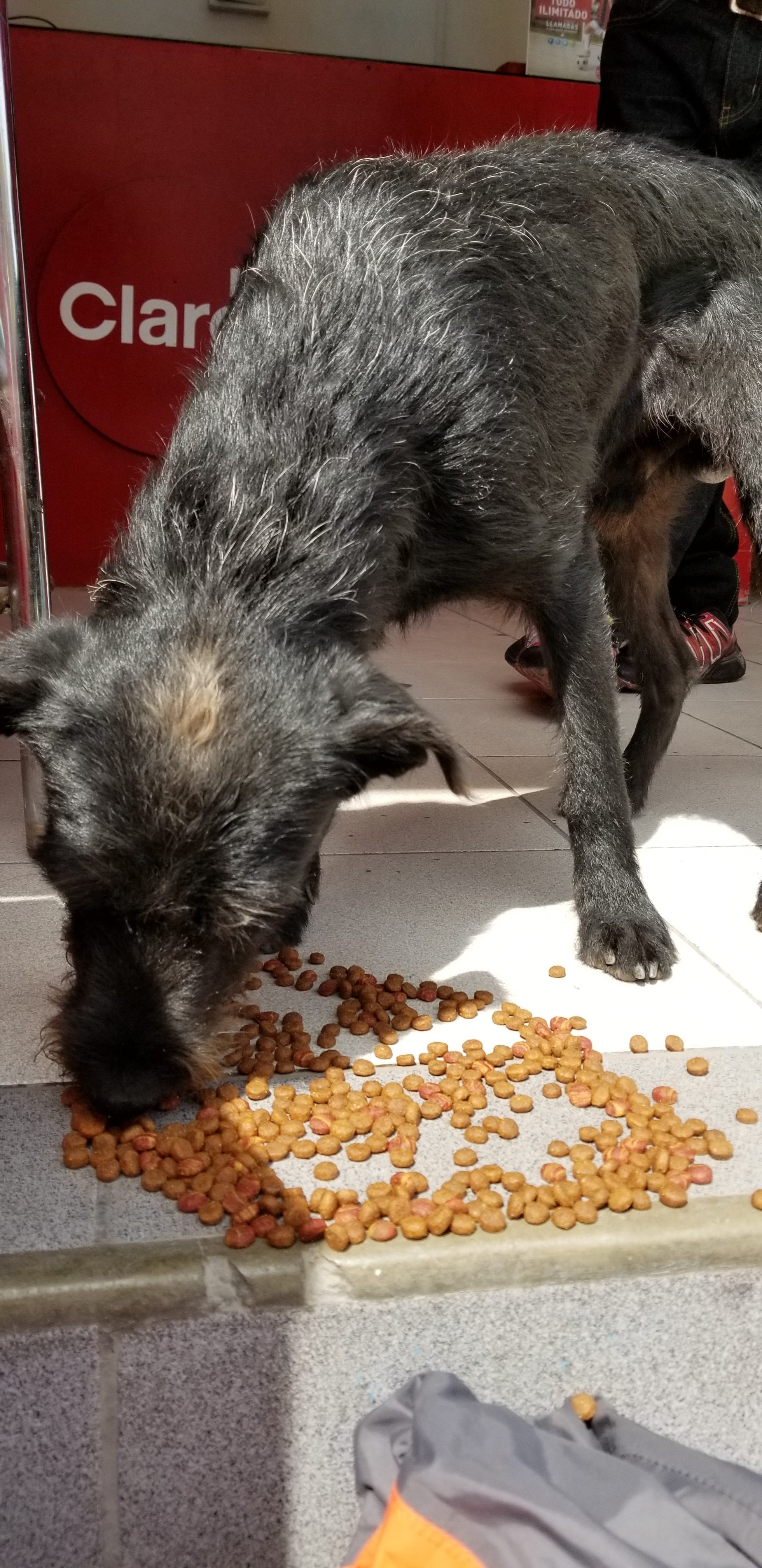 Young wired haired doodle homeless street dog eager to eat a kibble meal from Ray after he gained the dogs trust. Young wired haired doodle homeless street dog eager to eat a kibble meal from Ray after he gained the dogs trust.