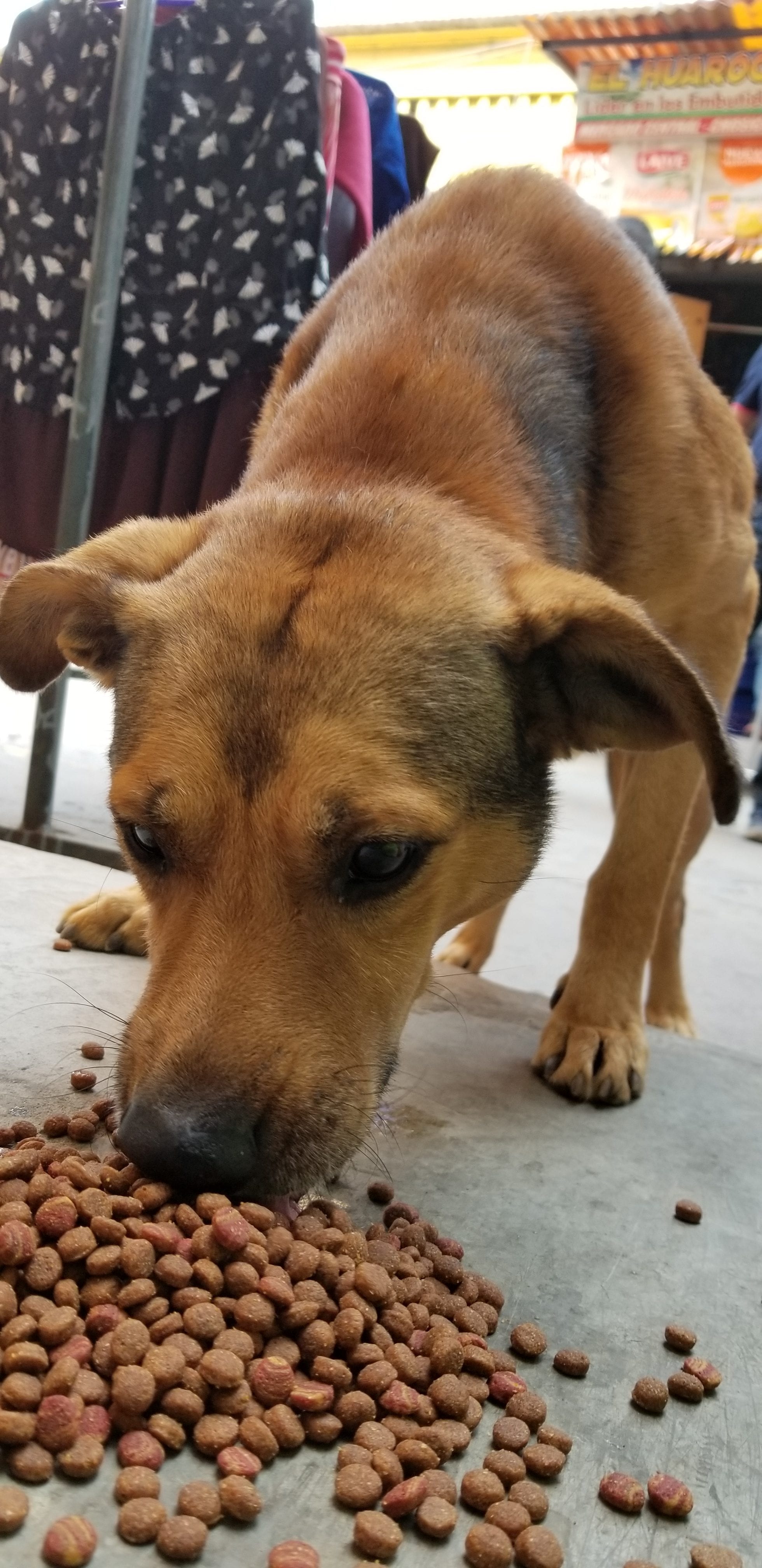 Young street homeless dog eager to eat a kibble meal from Ray after he gained the dogs trust. Young street homeless dog eager to eat a kibble meal from Ray after he gained the dogs trust.